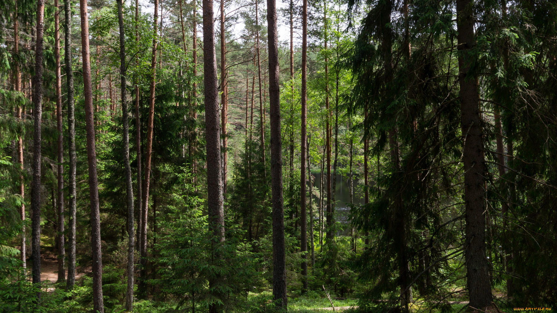 Леса половина территории россии. Трилесина Беларусь лес. Хвойный лес. Белорусский лес летом. В белорусских лесах.