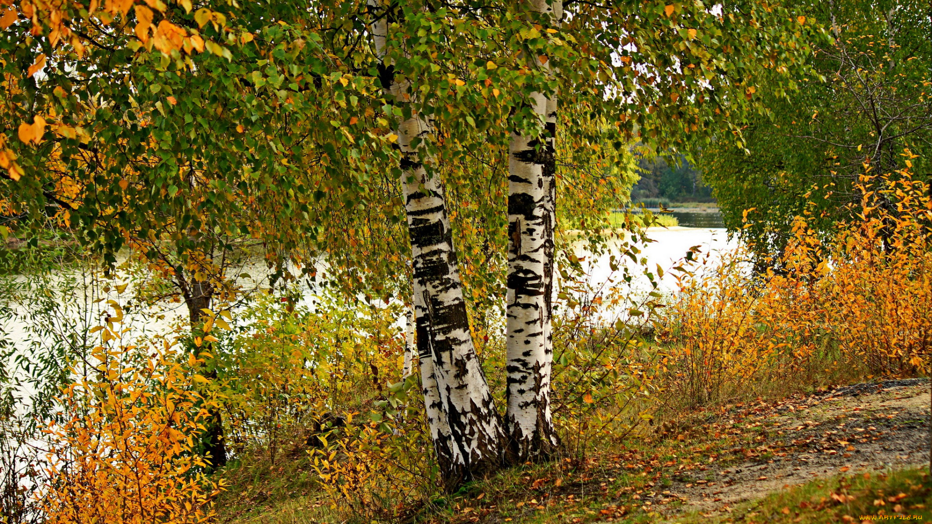 природа, реки, озера, река, деревья, трава, Ярославль, осень