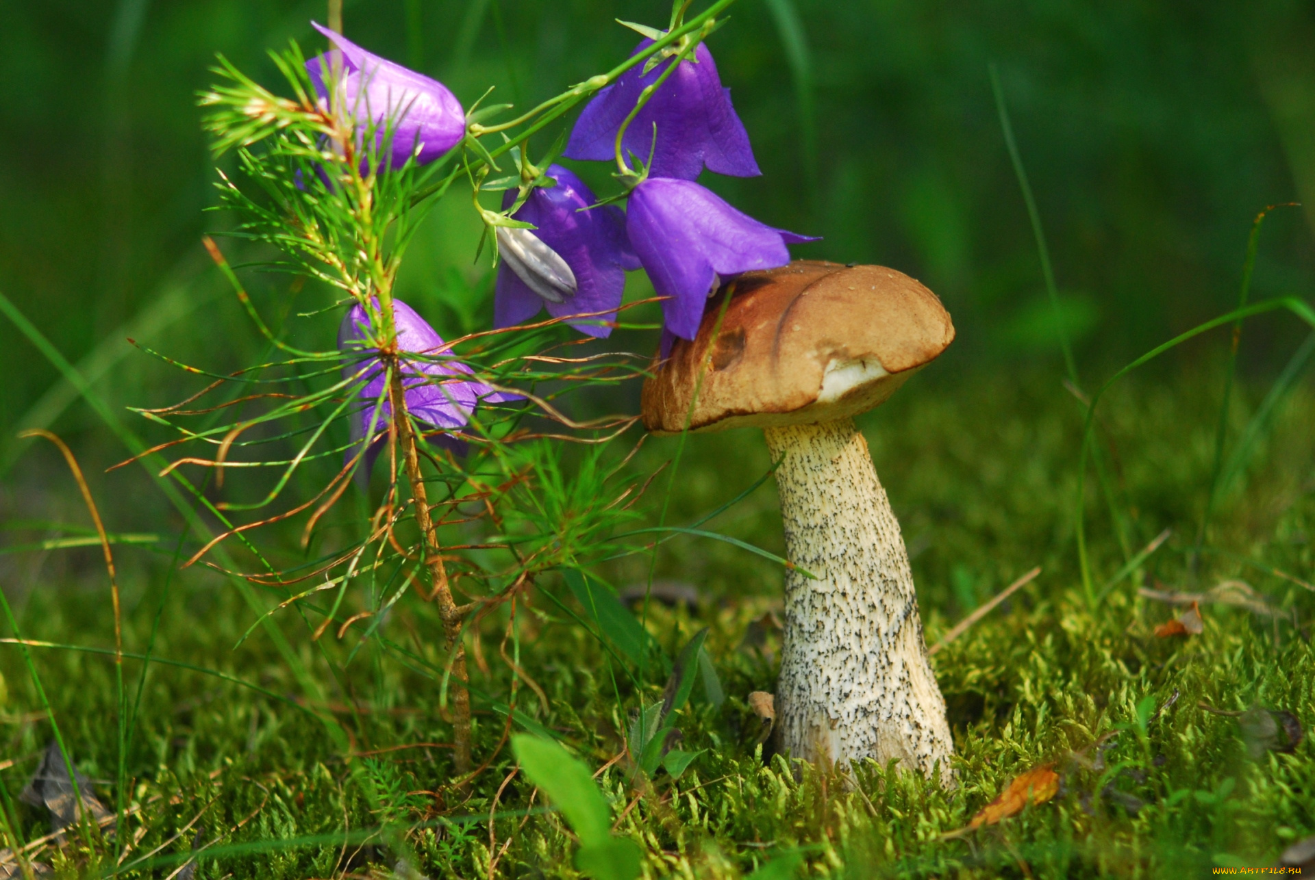 природа, грибы, шляпка, колокольчик