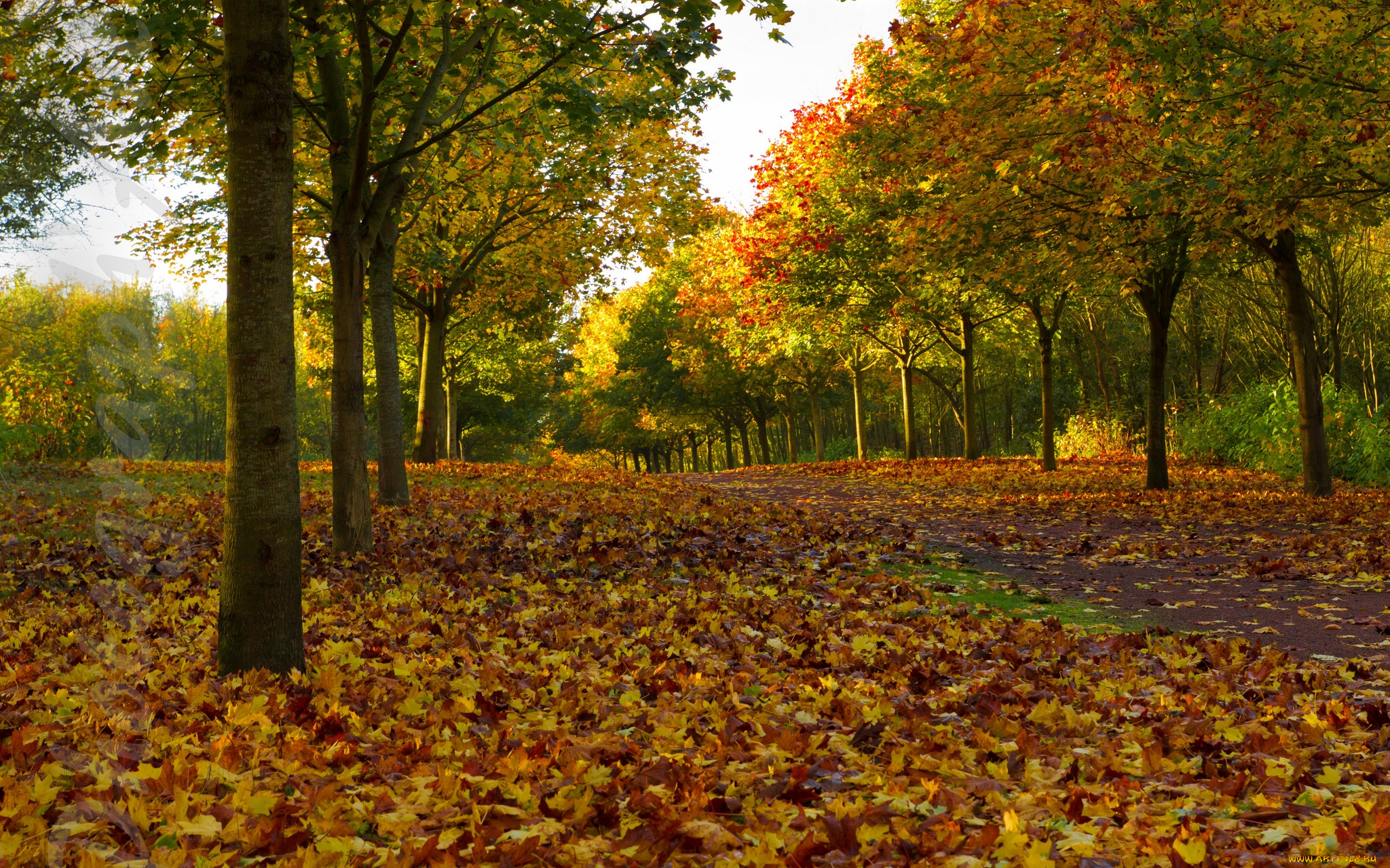 природа, деревья, аллея, листья, осень