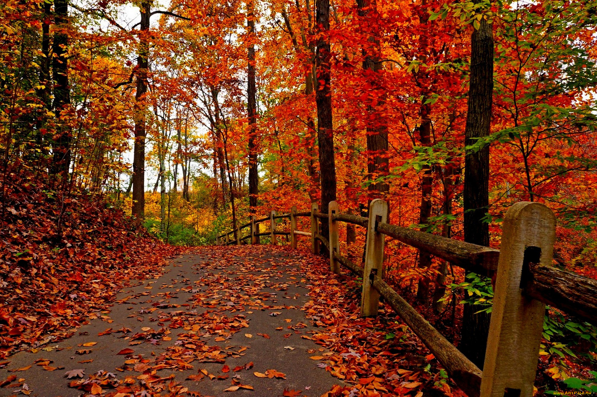 природа, дороги, fall, осень, leaves, colorful, road, autumn, деревья, листья, trees, park, forest, парк, walk, colors, path