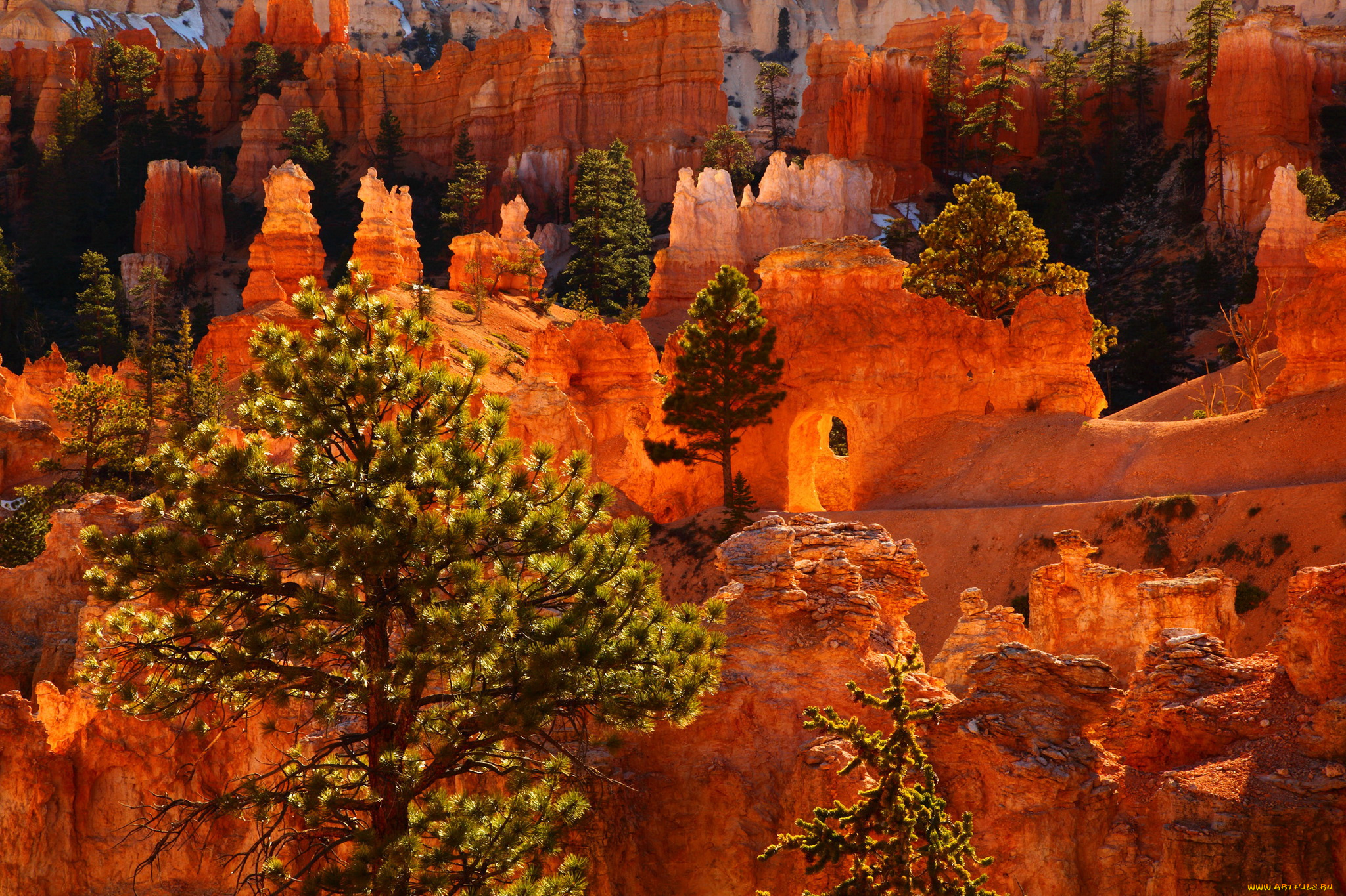 bryce, canyon, national, park, utah, природа, горы, ели