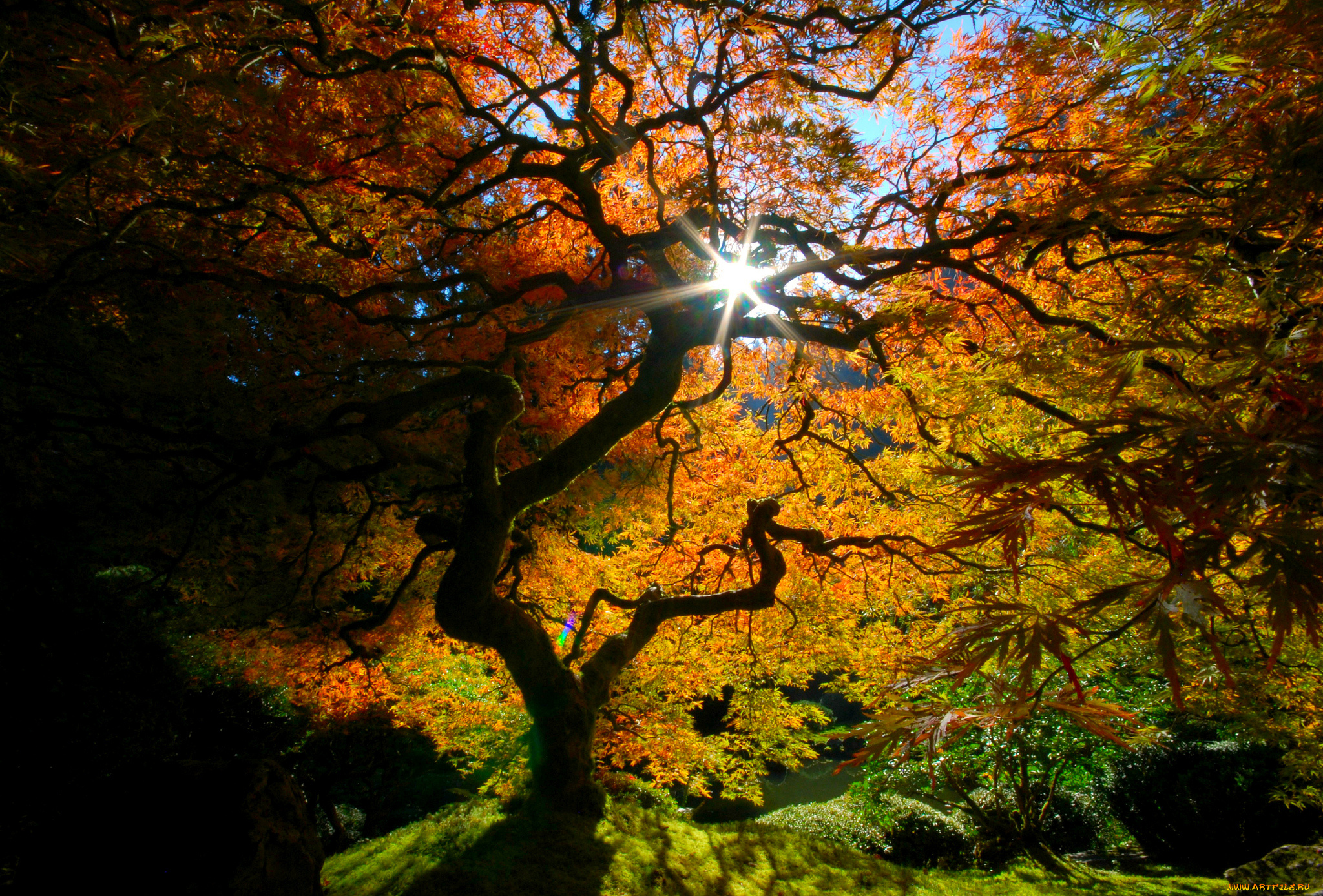 природа, деревья, осень, краски, свет, листья, кроны