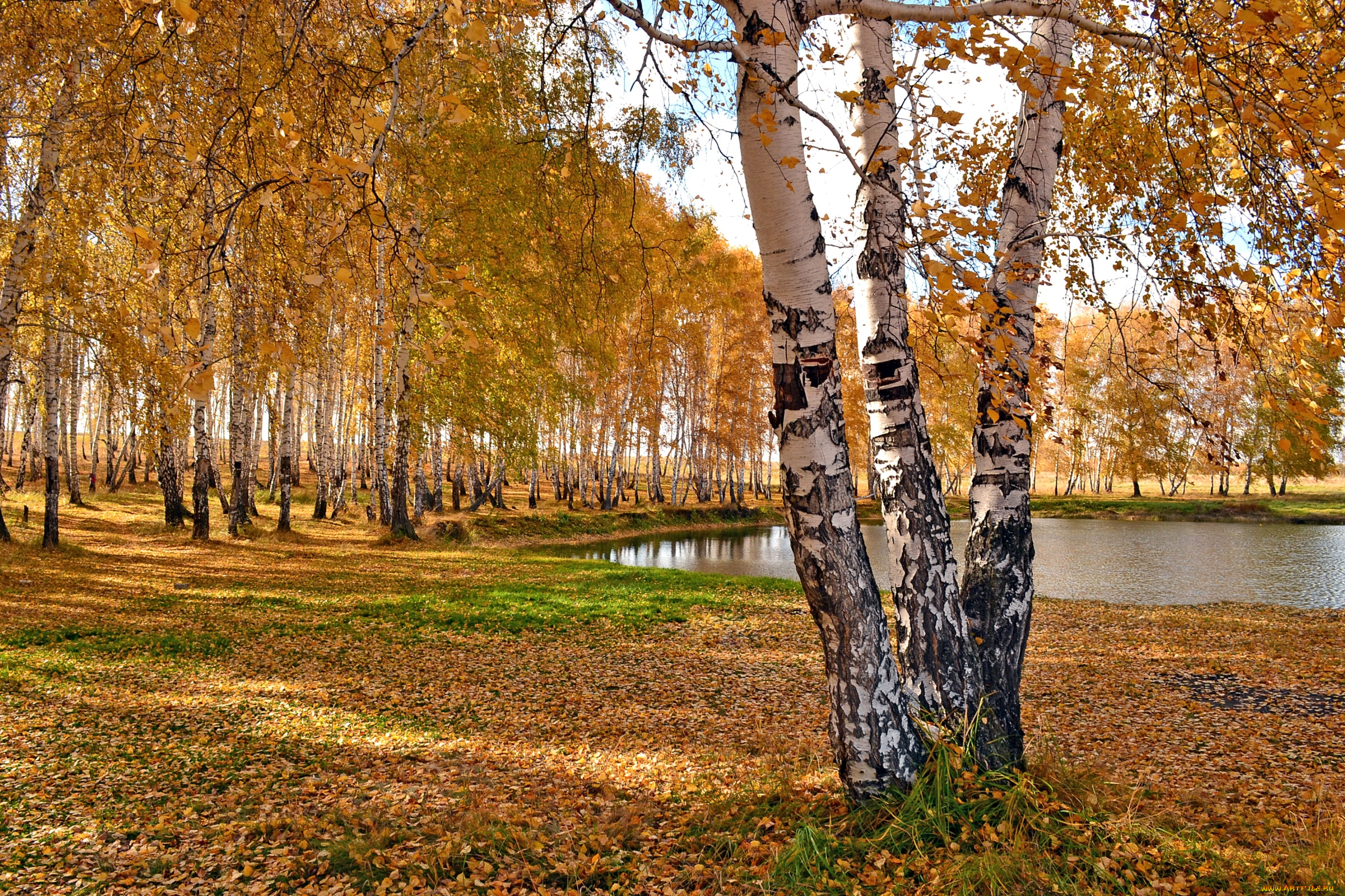 природа, деревья, осень, березы