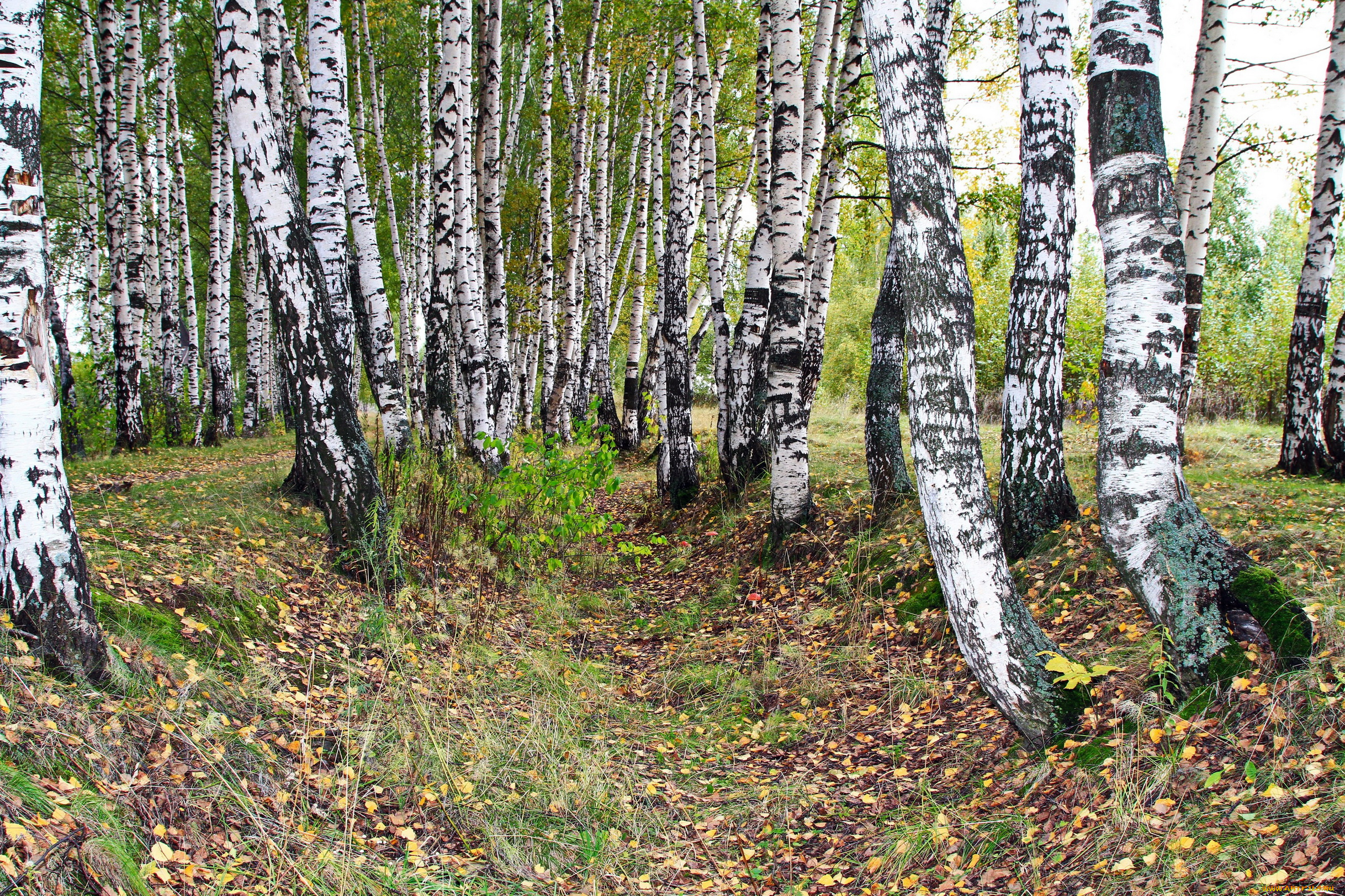 Birch. Березовая роща белый Яр. Березовая роща Ярославль. Сибирские деревья береза. Березовая роща Карелия.