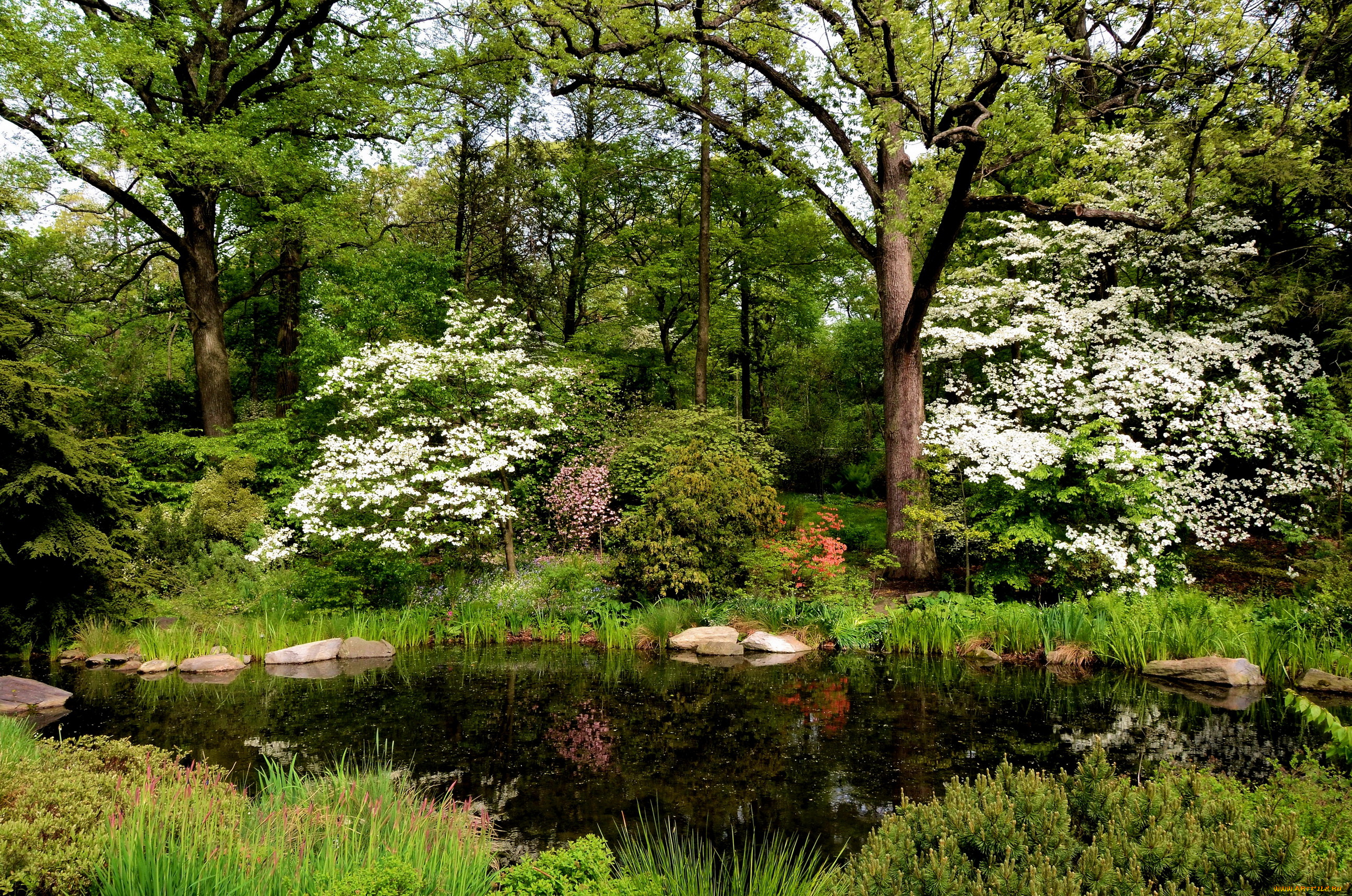 belmont, new, york, природа, парк, деревья, сад, цветы, клумбы, ботанический