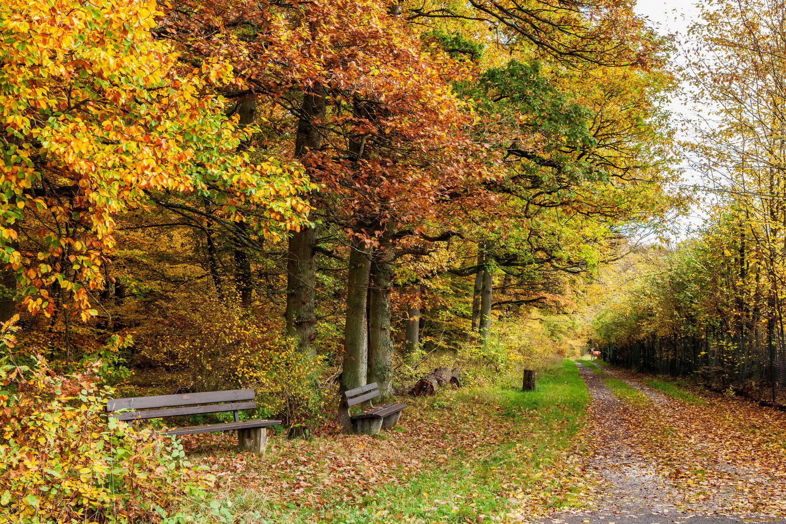 германия, клоттен, природа, парк, осень, деревья, скамейки