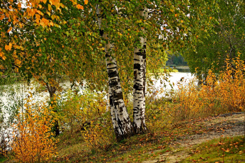 Картинка природа реки озера река деревья трава Ярославль осень