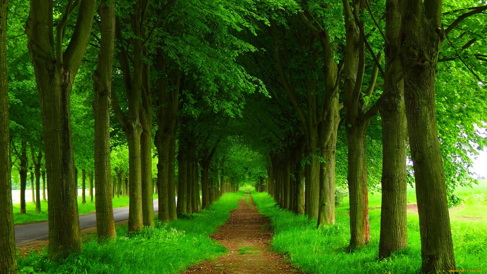 природа, дороги, nature, spring, forest, park, trees, road, path, walk, деревья, дорога, лес, парк, весна