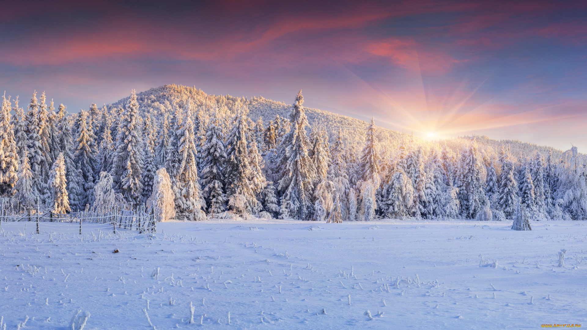 природа, зима, winter, landscape, snow, снег, елки