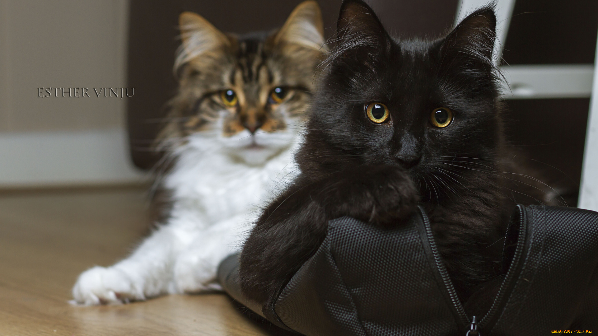 животные, коты, сумка, взгляд, пара