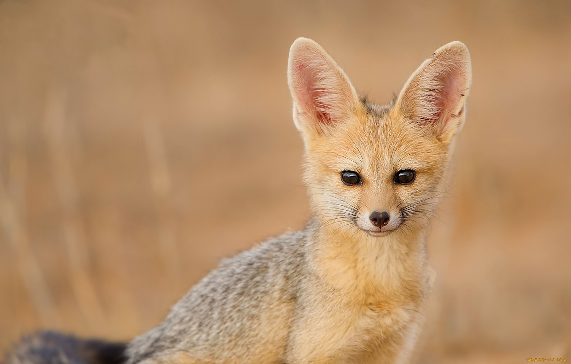 животные, лисы, южноафриканская, лисица, cape, fox, взгляд