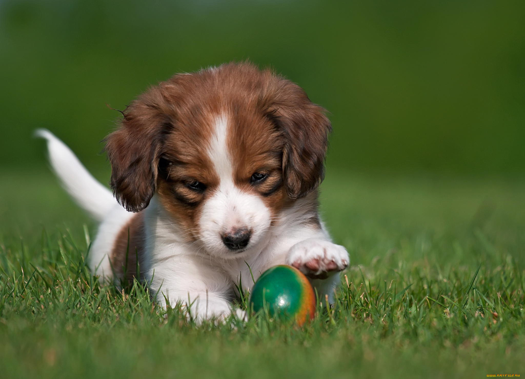 животные, собаки, щенок, собака, коикерхондье, мяч, игрушка, трава, природа