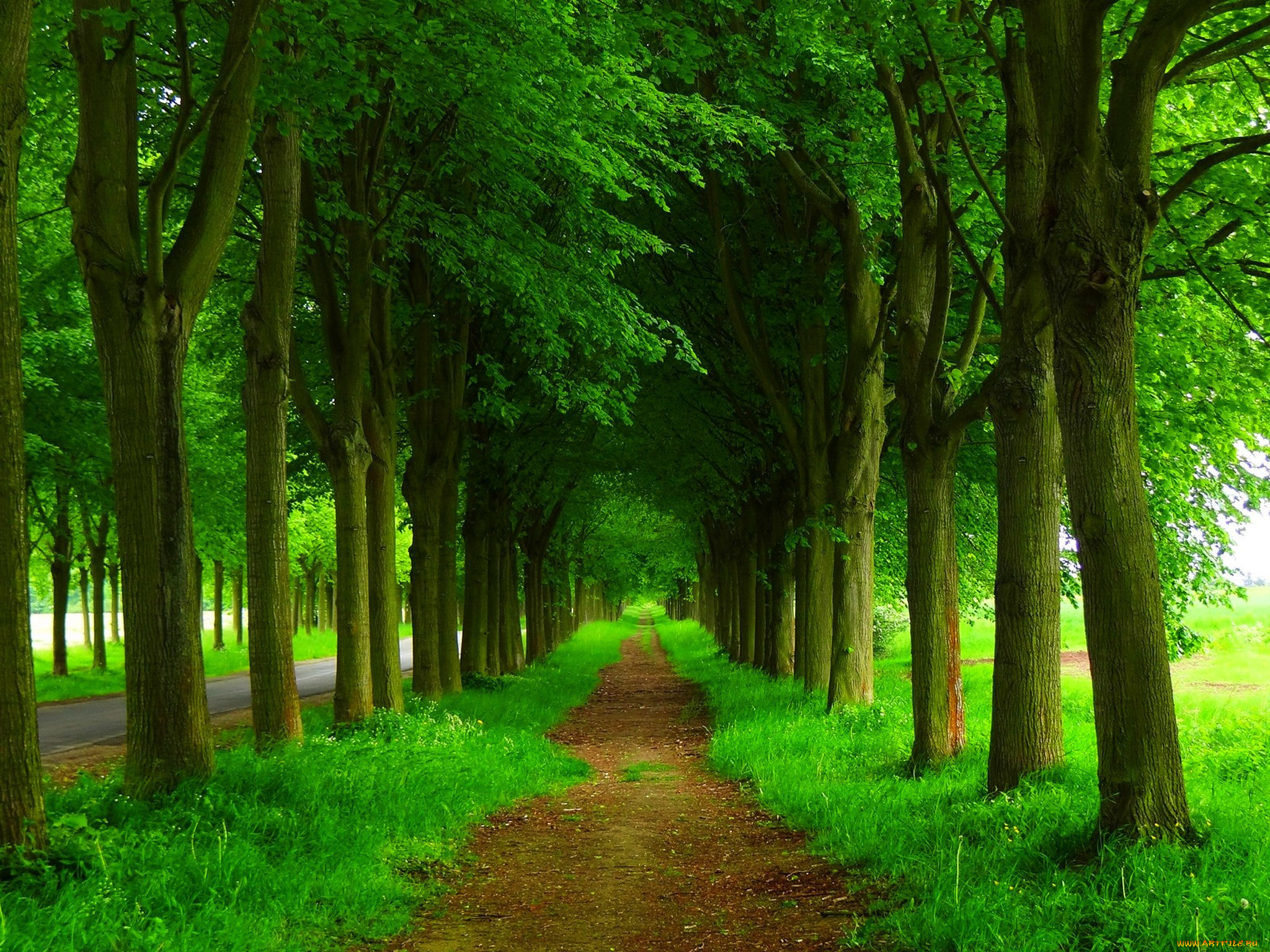 природа, дороги, nature, spring, forest, park, trees, road, path, walk, деревья, дорога, лес, парк, весна