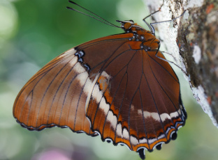 Картинка животные бабочки +мотыльки +моли крылья фон бабочка усики насекомое листья макро bob decker