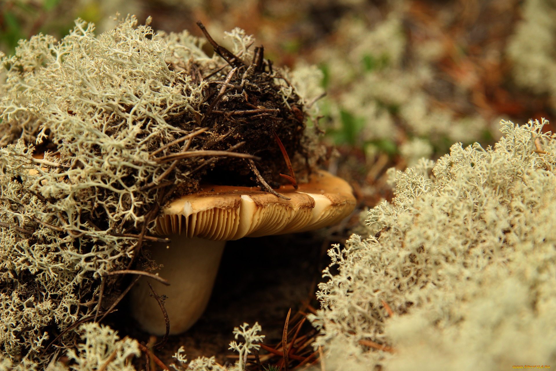 природа, грибы, гриб, шляпка, иголки, мох