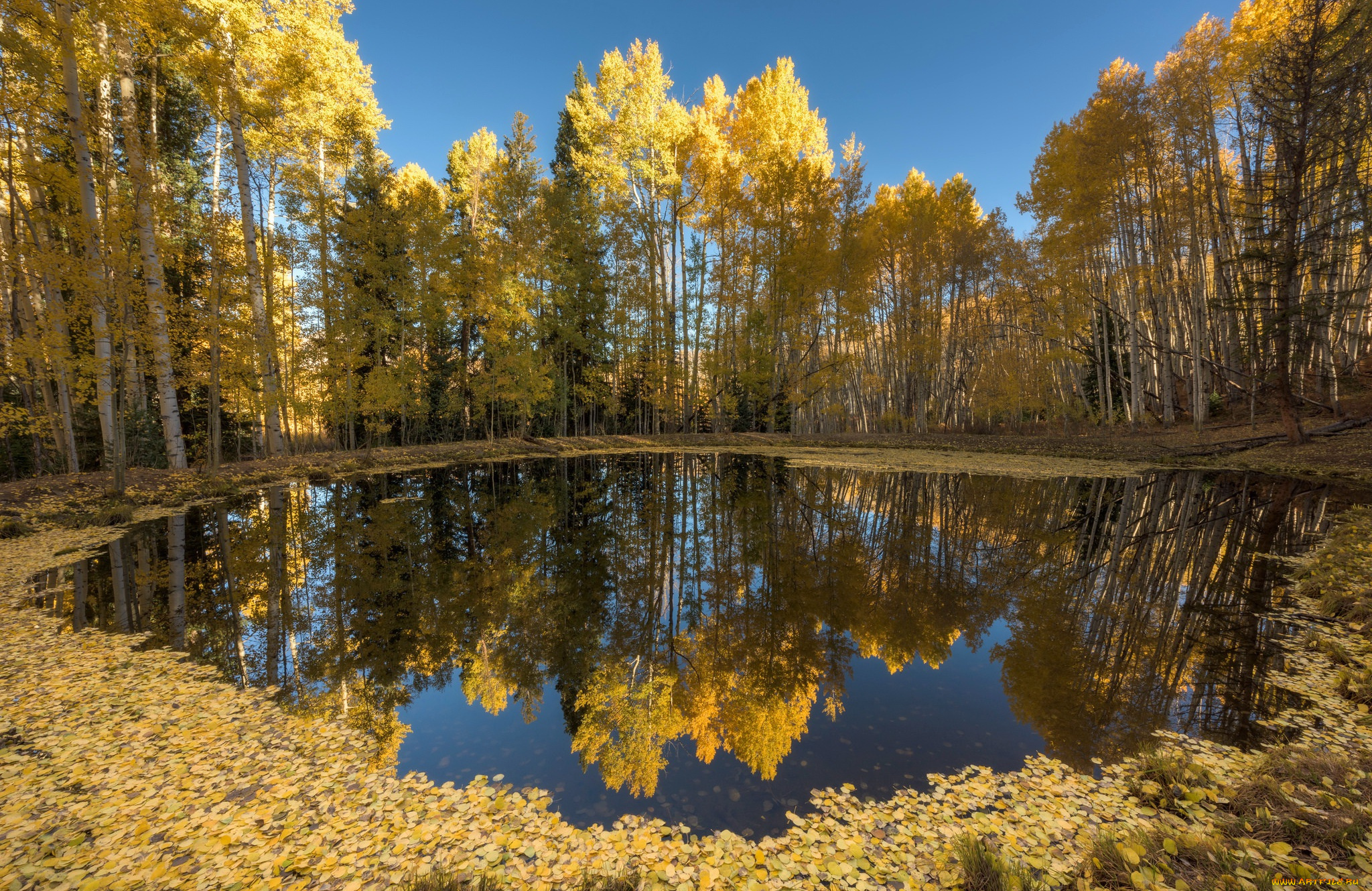 природа, реки, озера, озеро, осень, лес