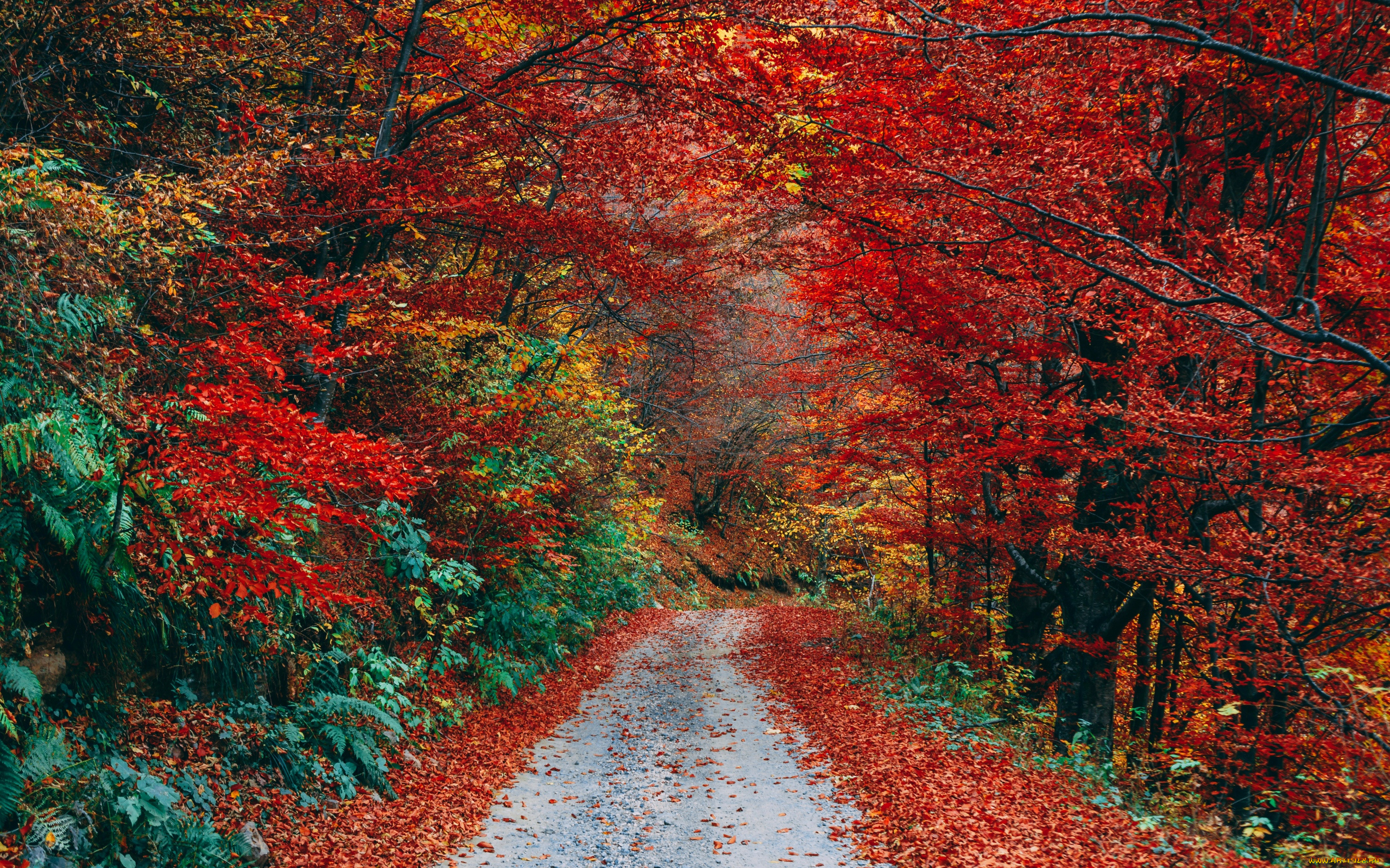 природа, дороги, листопад, осень