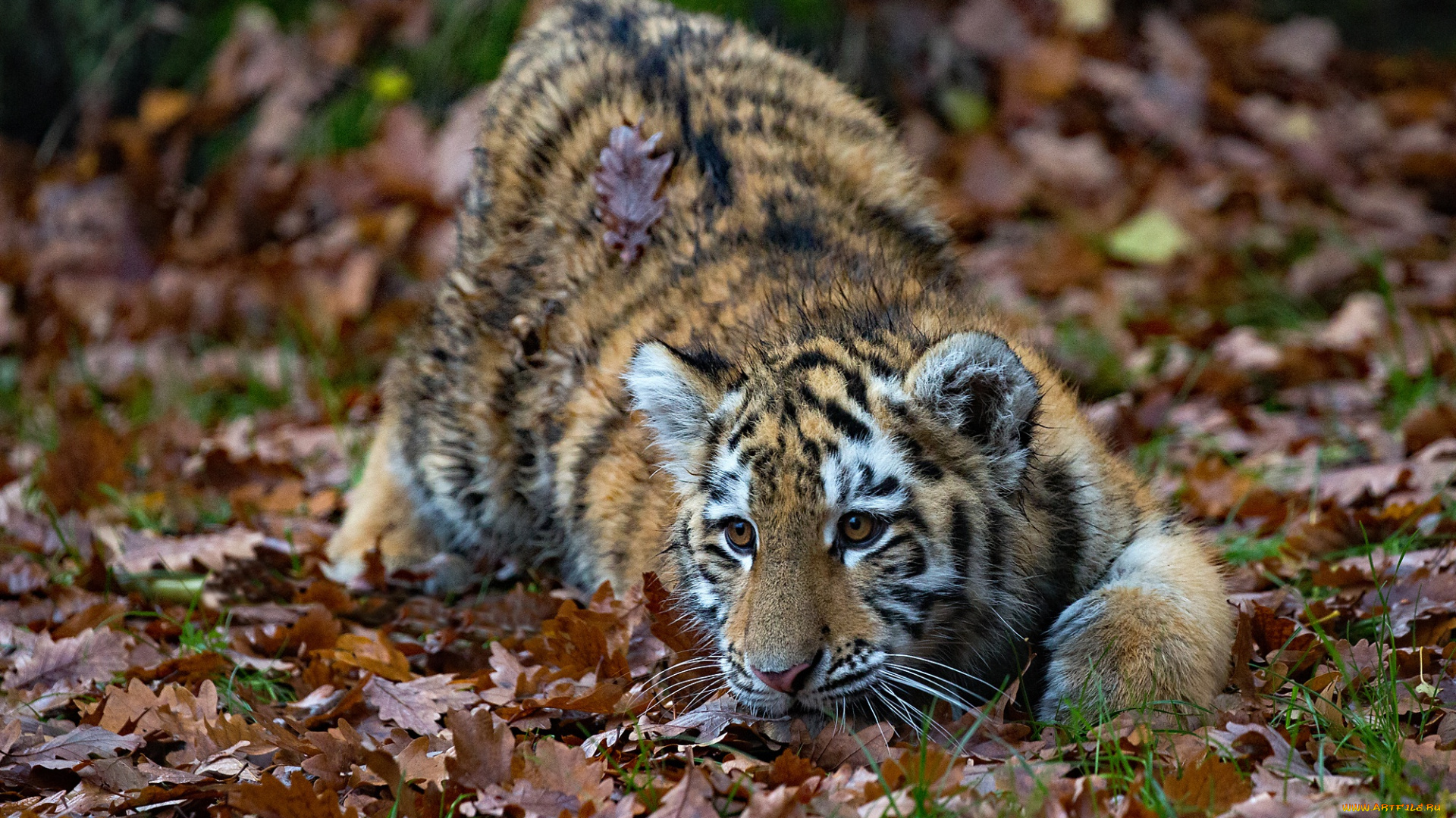 животные, тигры, осень, листья, тигр, тигрёнок