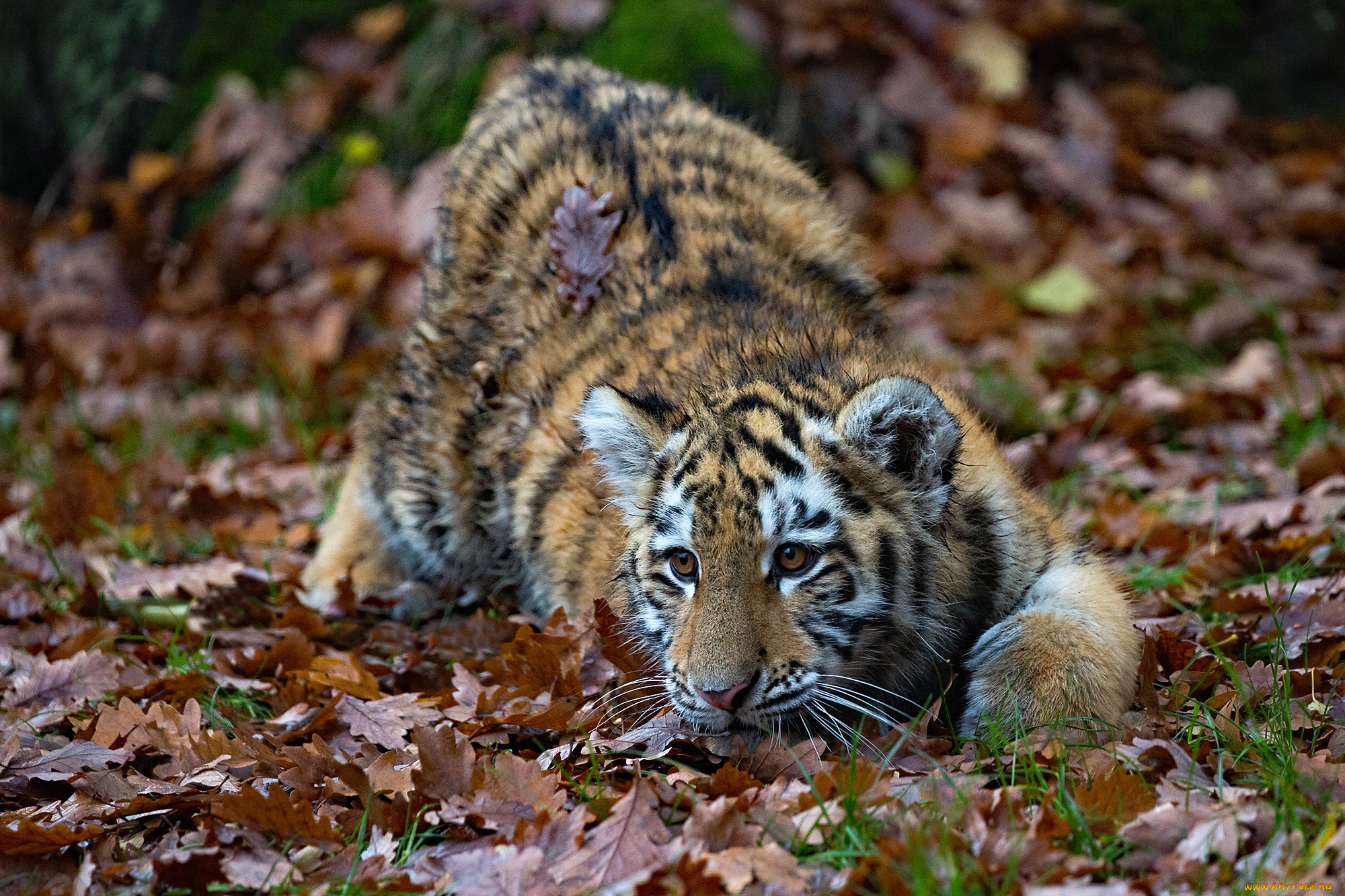 животные, тигры, осень, листья, тигр, тигрёнок