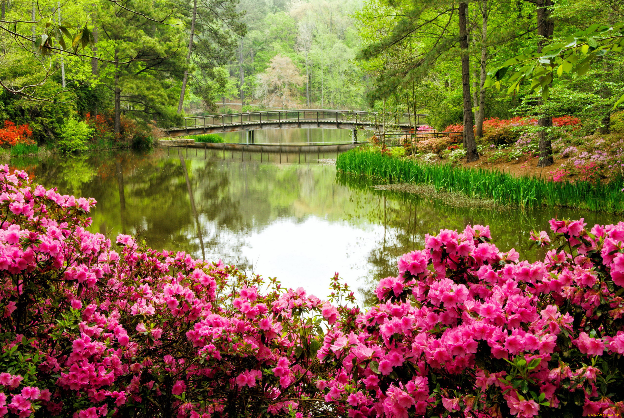 природа, парк, водоем, мостик, весна, цветение
