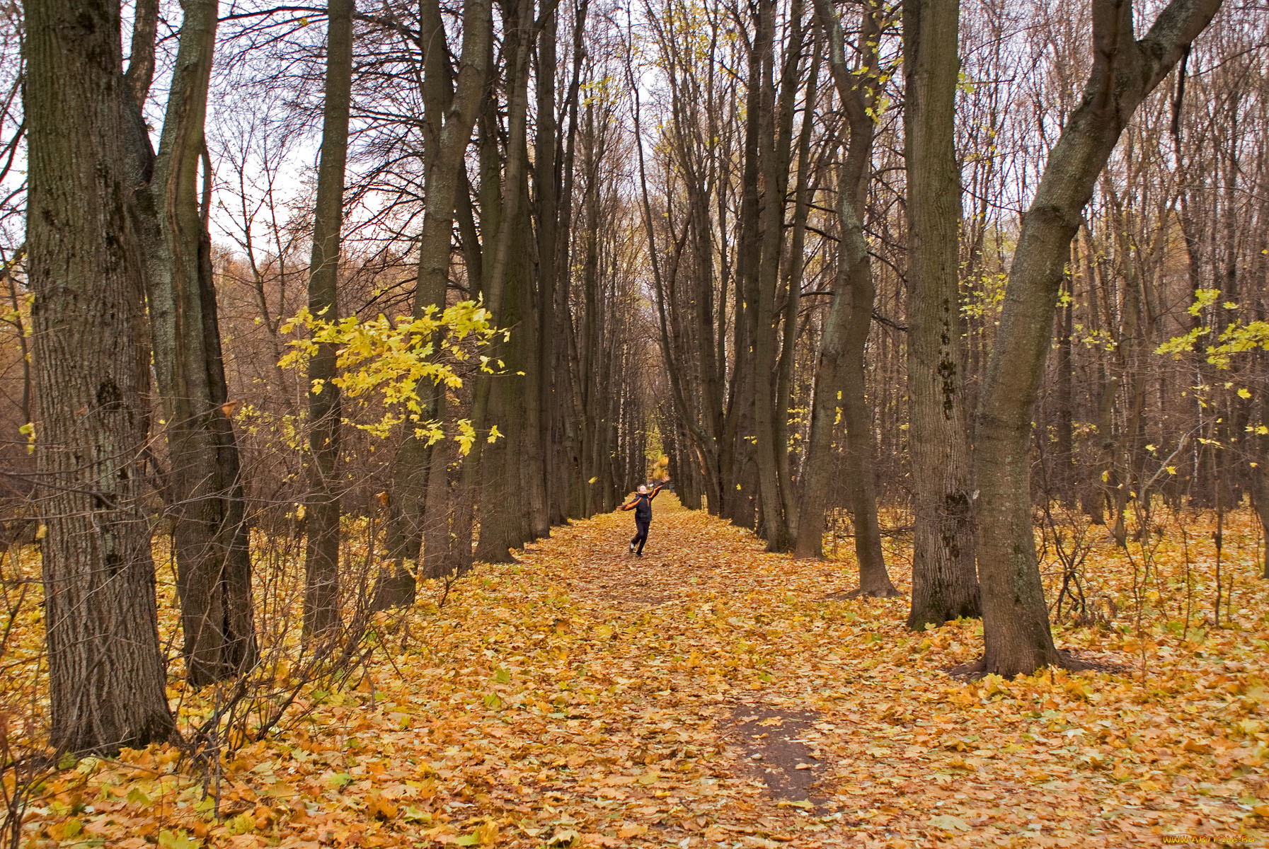 поздняя, осень, природа, деревья, листья, девушка