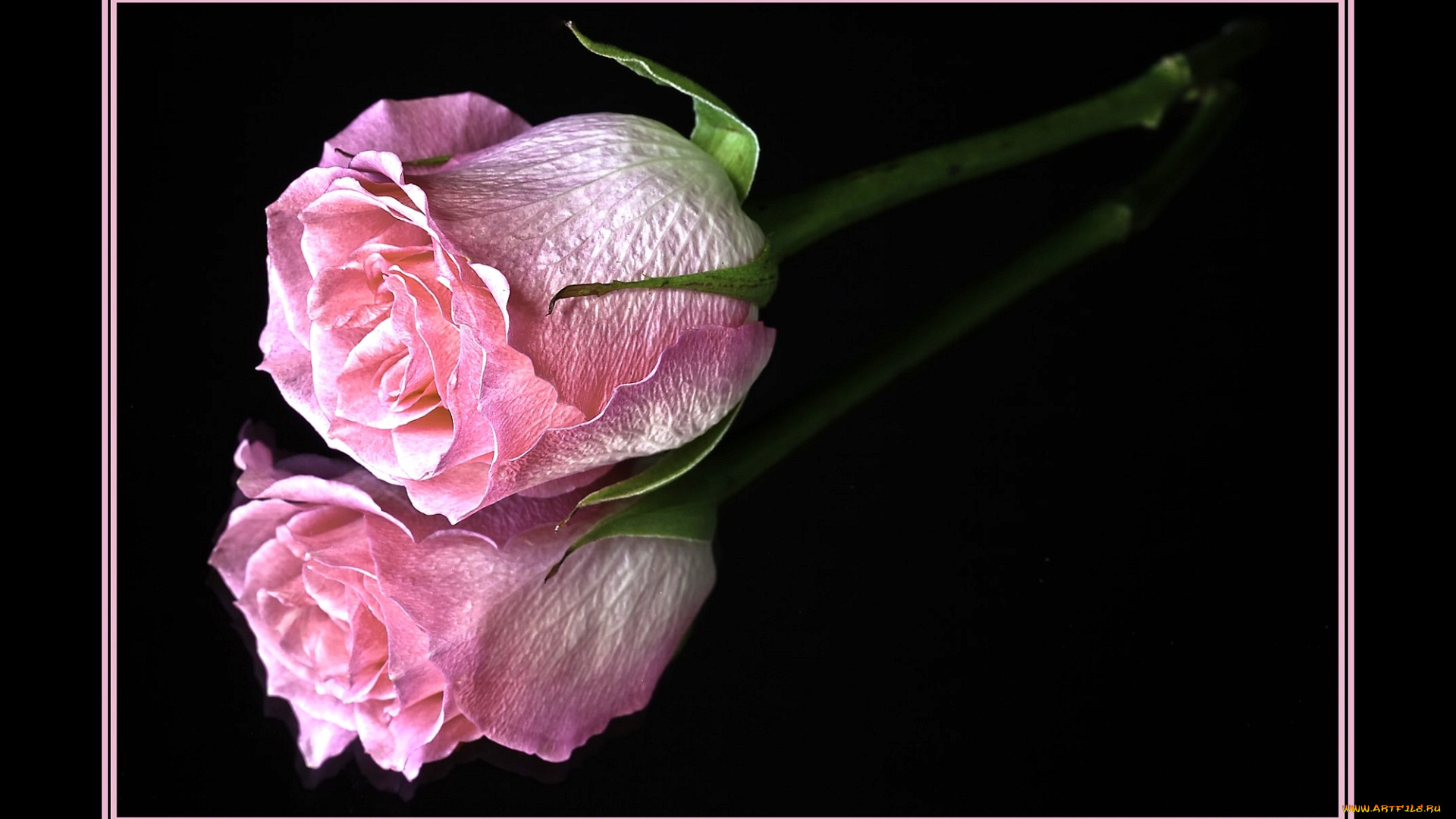 цветы, розы, отражение, розовый
