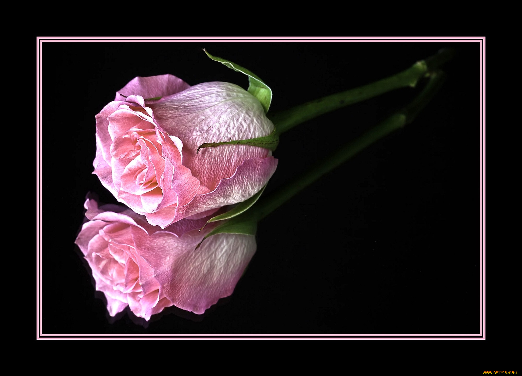 цветы, розы, отражение, розовый