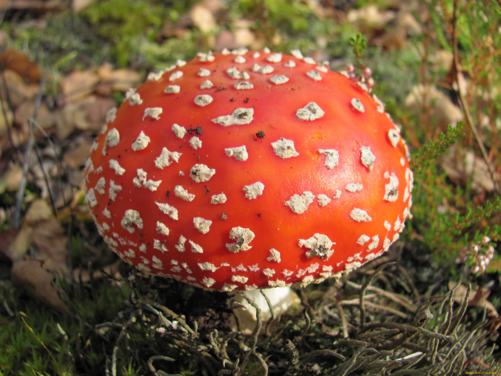 природа, грибы, мухомор, карсная, шляпка, белые, точки