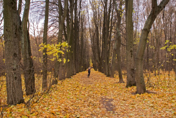 Картинка поздняя осень природа деревья листья девушка