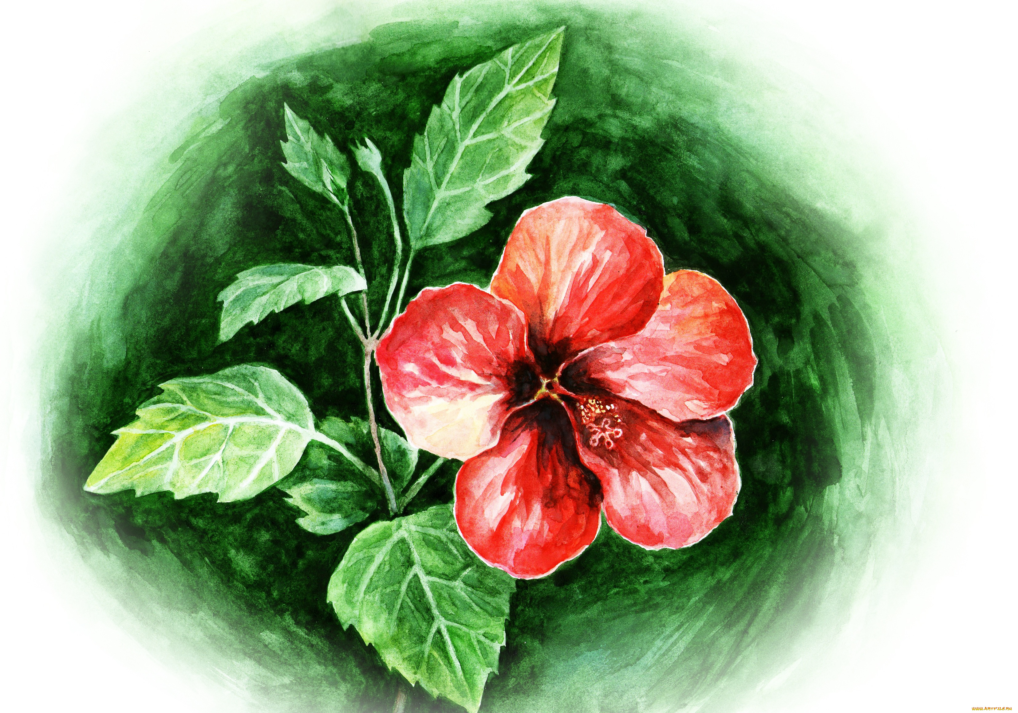 рисованные, цветы, flower, red, watercolors, hibiscus