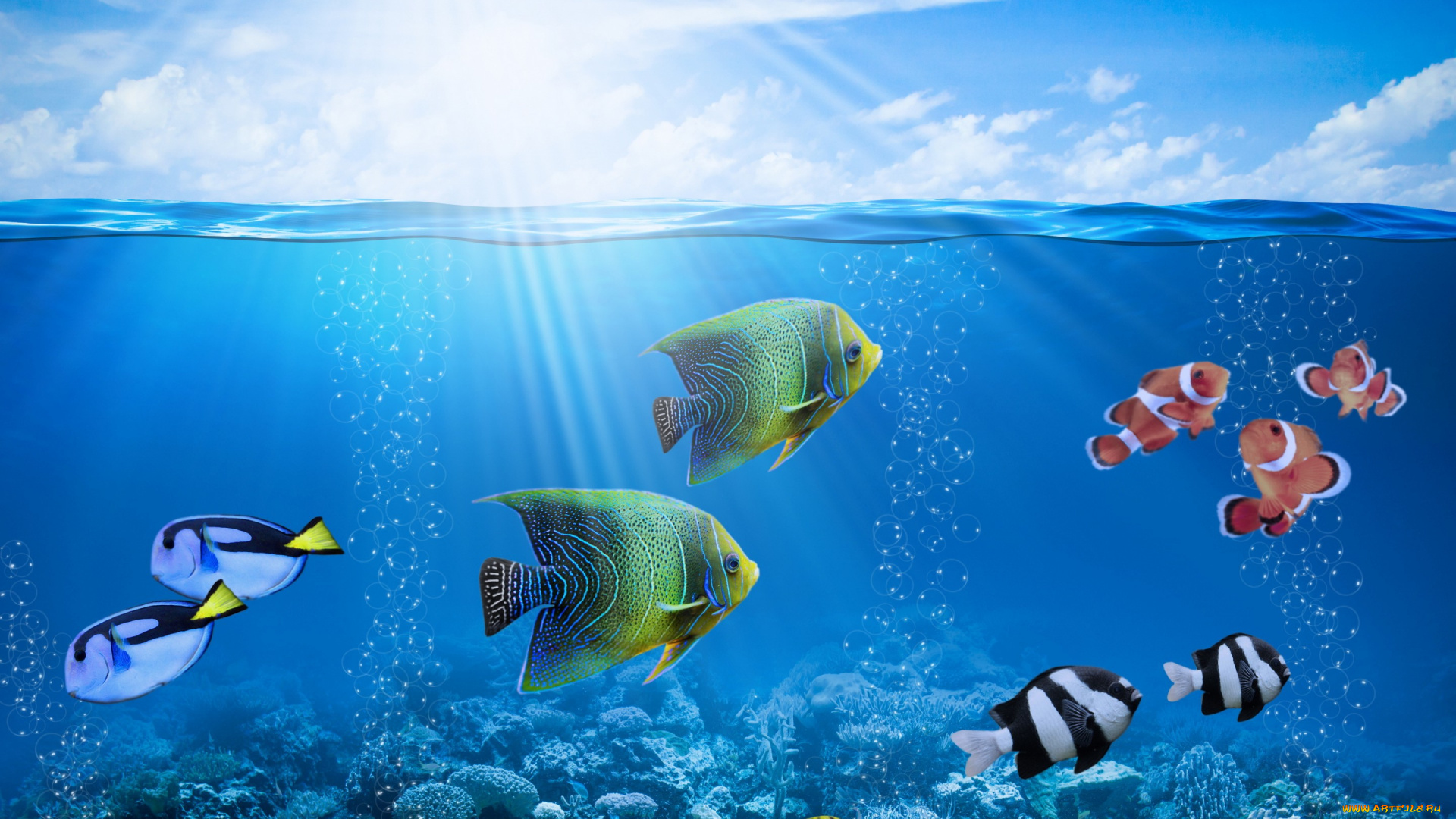 животные, рыбы, ocean, coral, солнце, рыбки, коралловый, риф, fishes, подводный, мир, tropical, reef, underwater, пузыри, лучи
