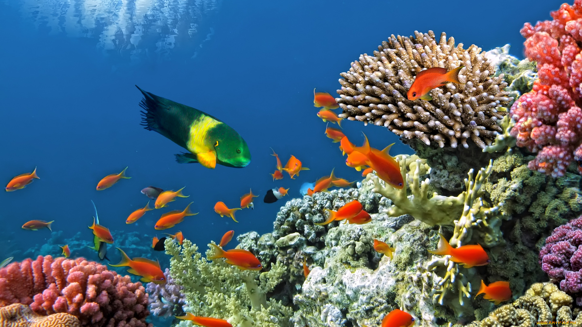 животные, рыбы, подводный, мир, fishes, ocean, underwater, reef, coral, tropical, рыбки, коралловый, риф