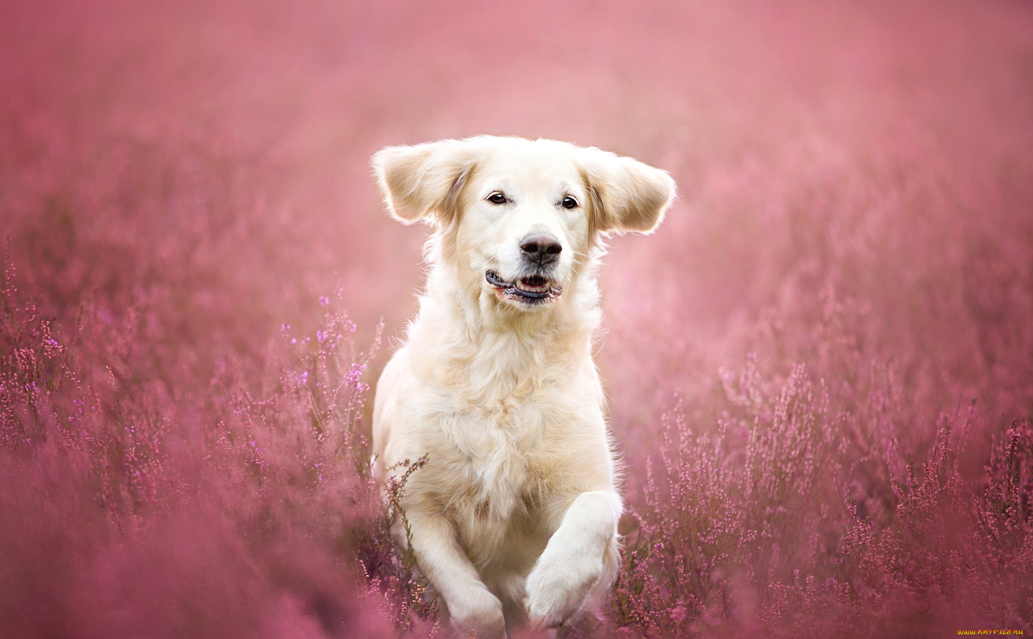 животные, собаки, розовые, цветы, луг, друг, взгляд, собака