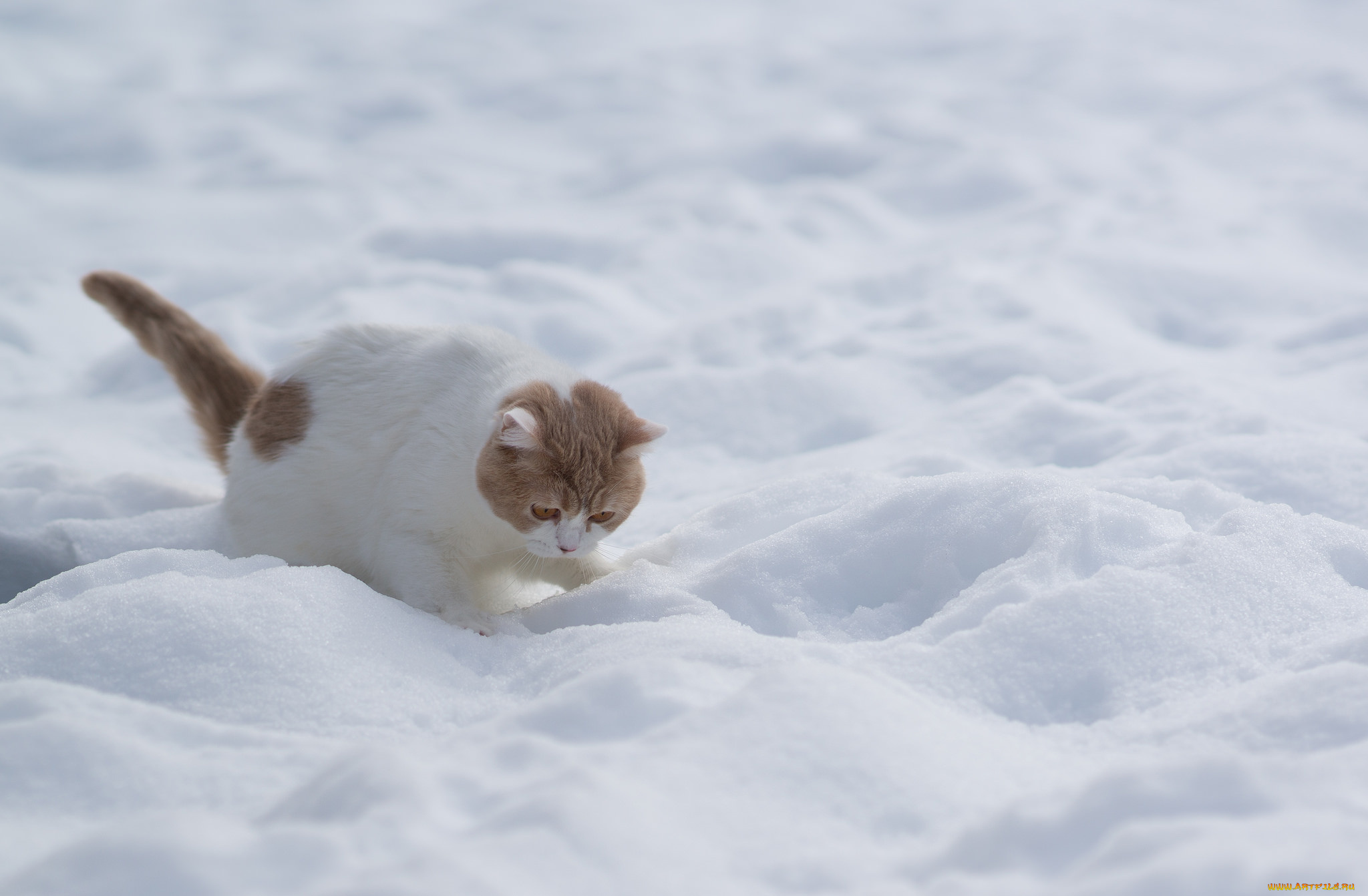 кот серый снег зима природа животное скачать