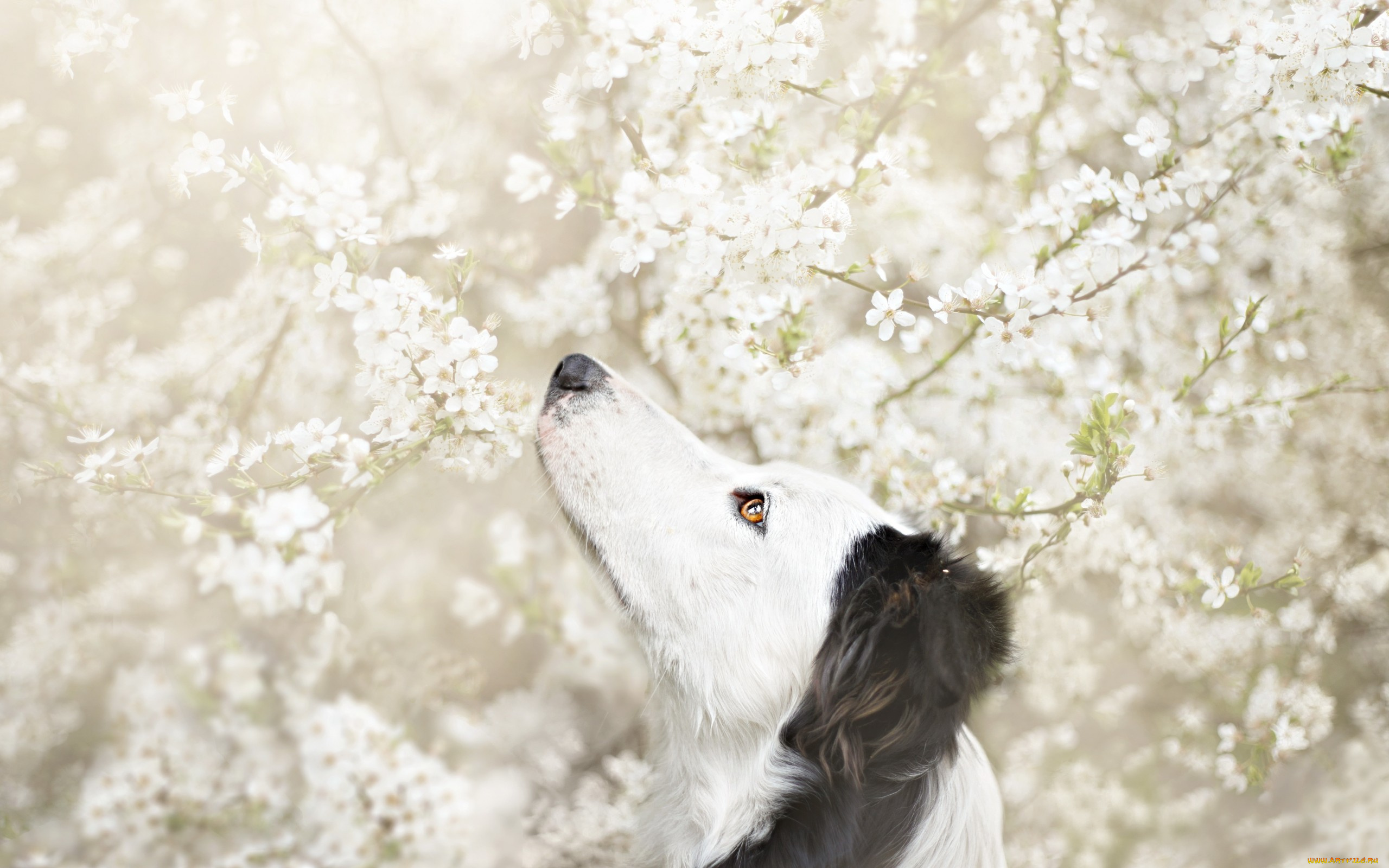 животные, собаки, цветы, дерево, весна, цветение, друг, взгляд, собака, белые