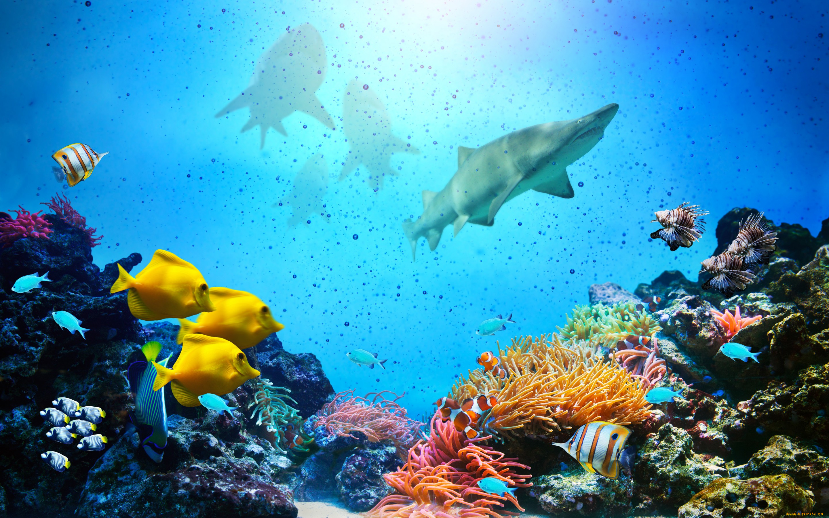животные, разные, вместе, акулы, рыбки, fishes, ocean, underwater, coral, reef, tropical, подводный, мир, коралловый, риф