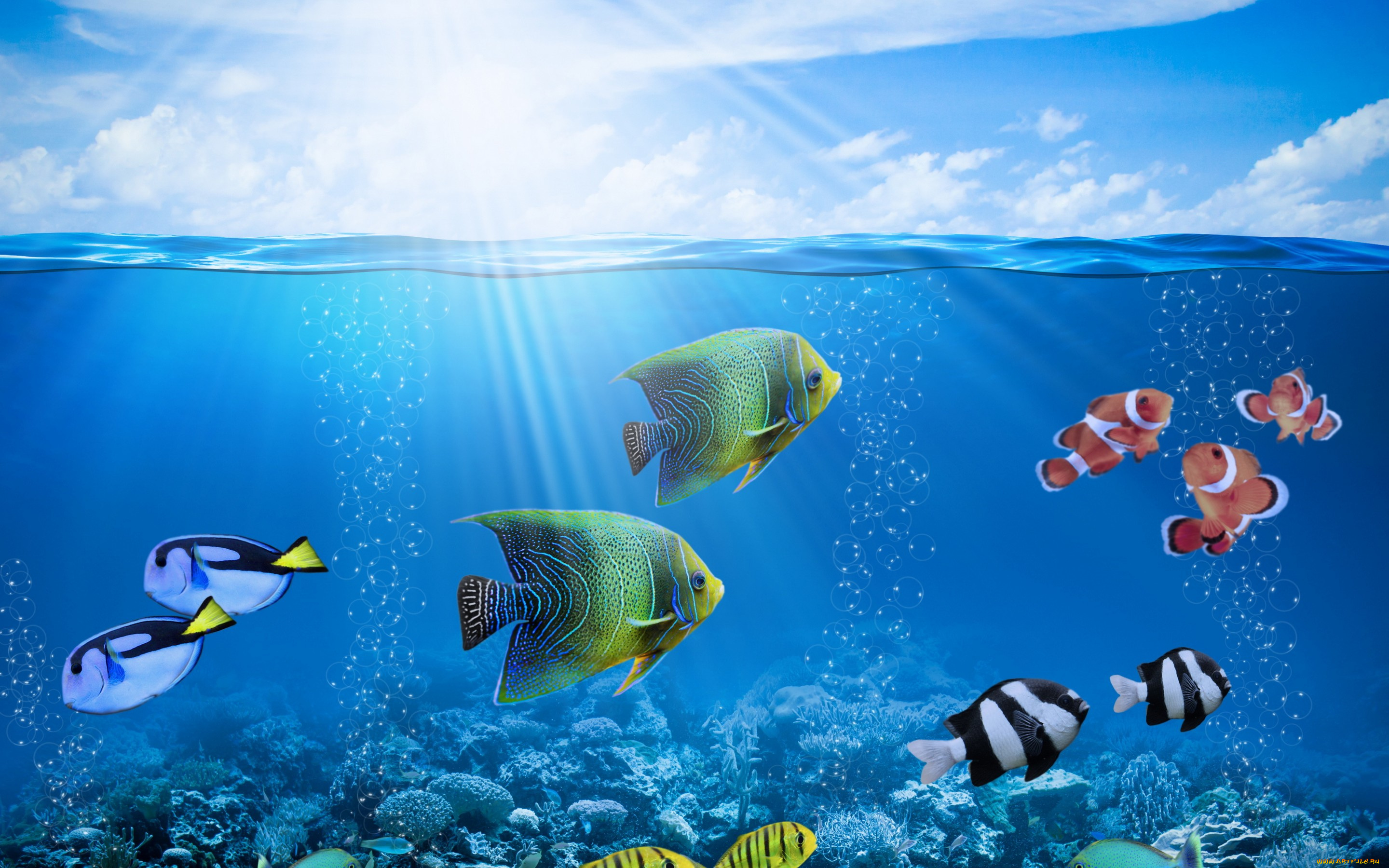 животные, рыбы, ocean, coral, солнце, рыбки, коралловый, риф, fishes, подводный, мир, tropical, reef, underwater, пузыри, лучи