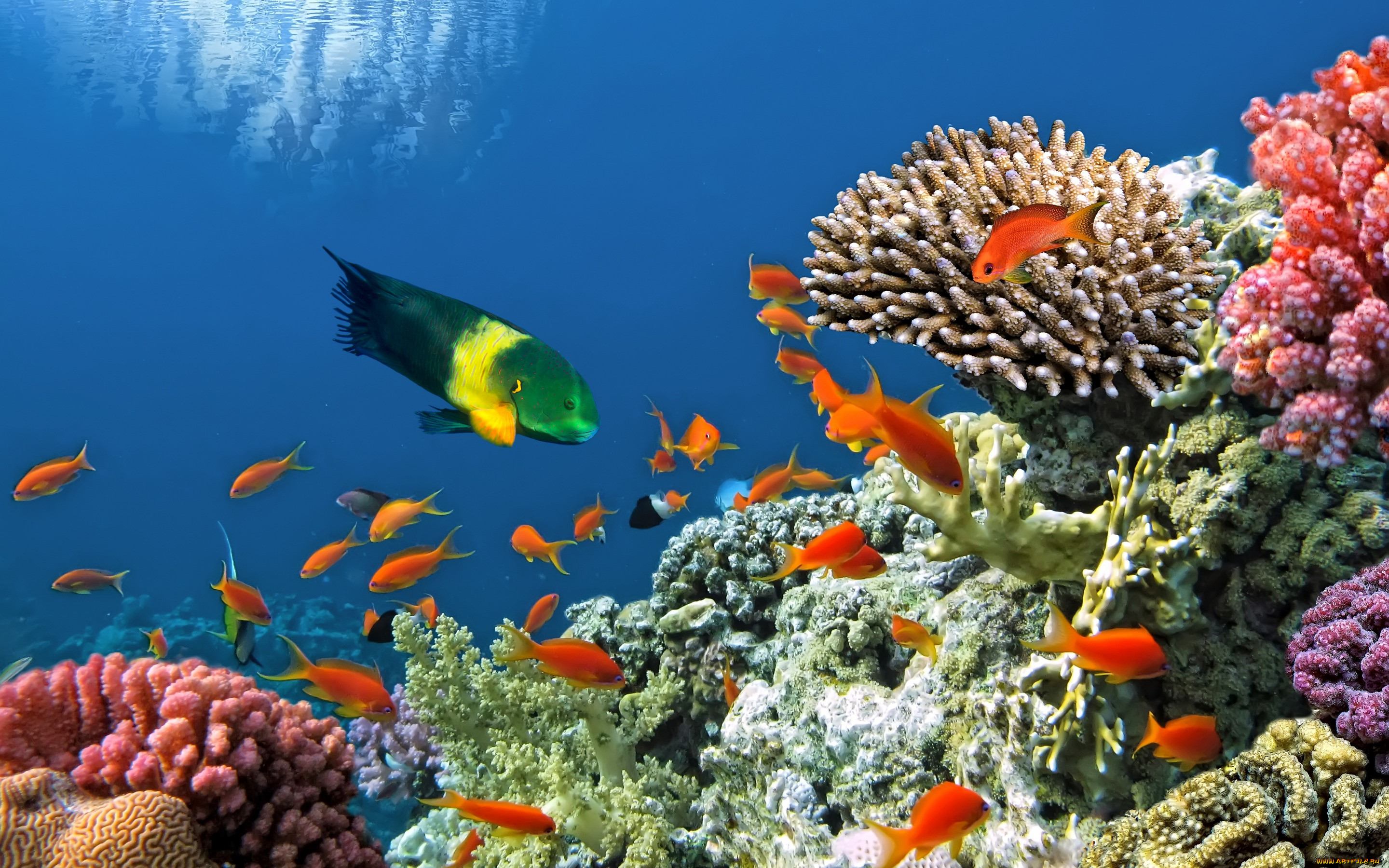 животные, рыбы, подводный, мир, fishes, ocean, underwater, reef, coral, tropical, рыбки, коралловый, риф