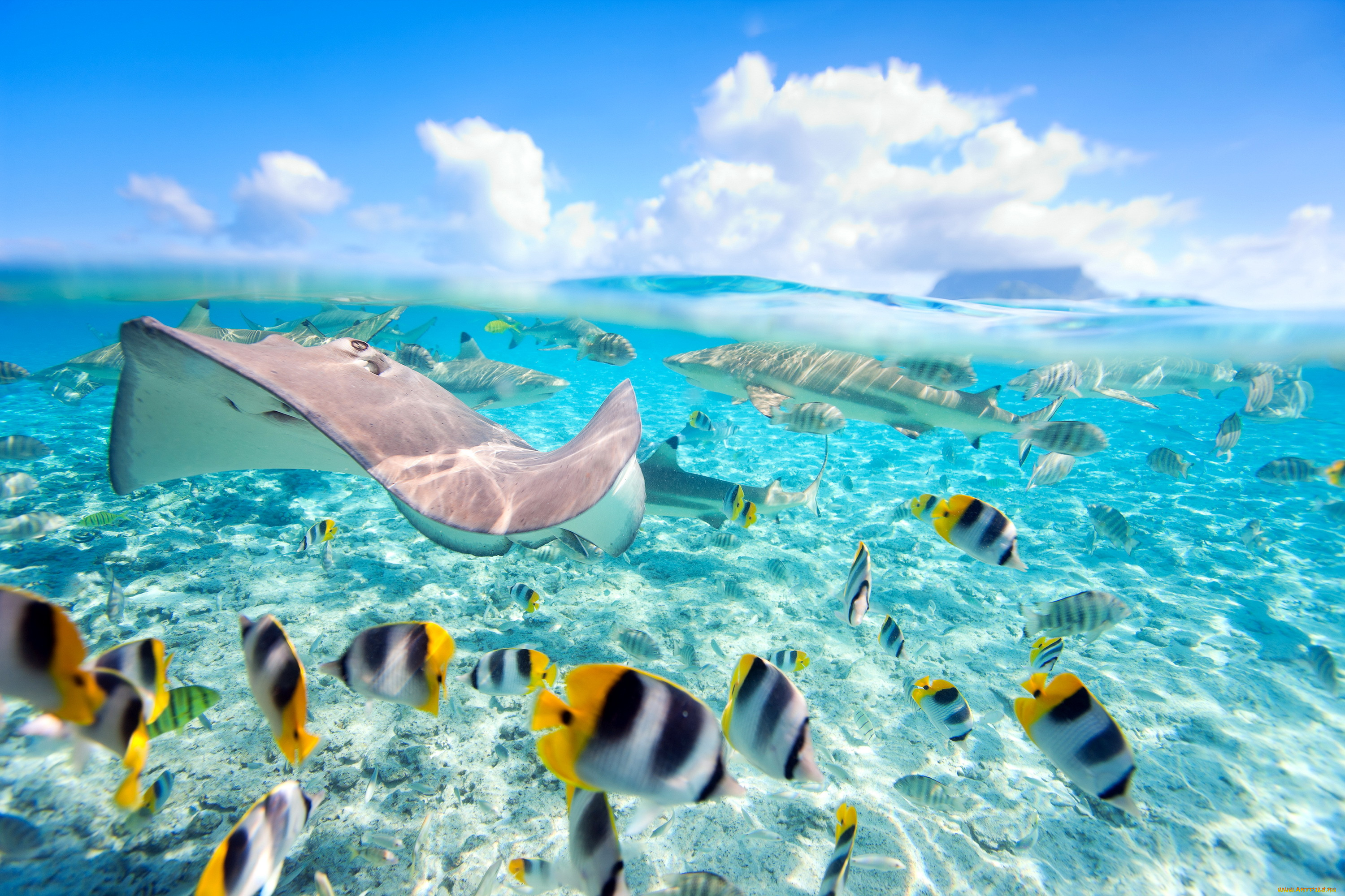 7 вода и мир. Остров Бора Бора подводный мир. Мальдивы Лагуна риф. Морской заповедник Саут-Уотер-Кей,. Рыбки в море.
