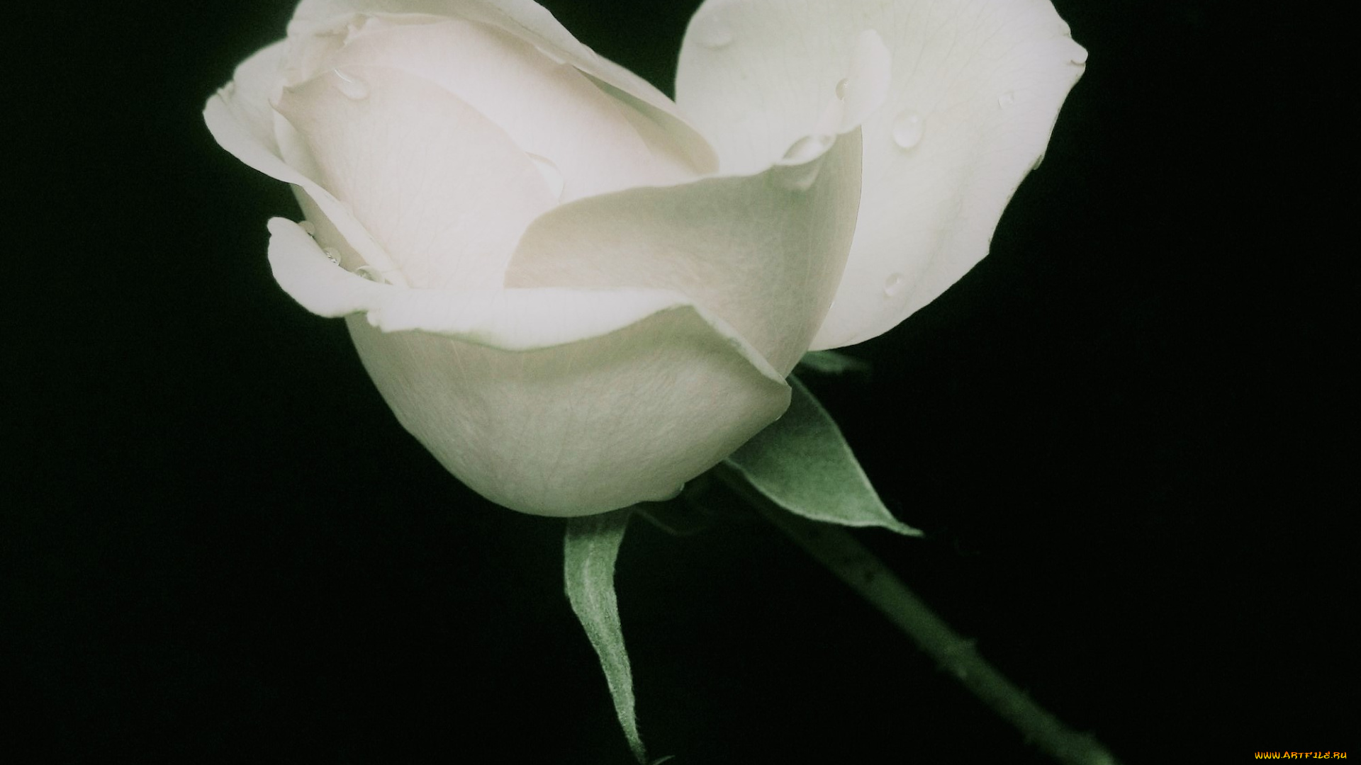 цветы, розы, белая, роза