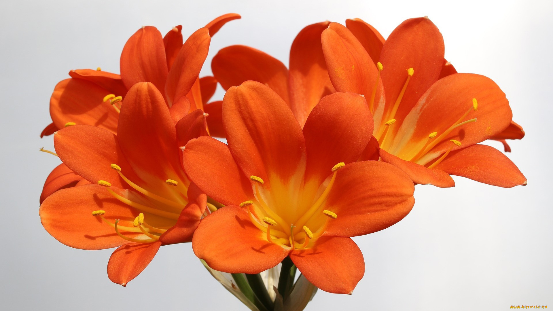 цветы, кливия, оранжевая