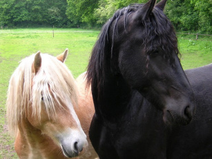Картинка животные лошади