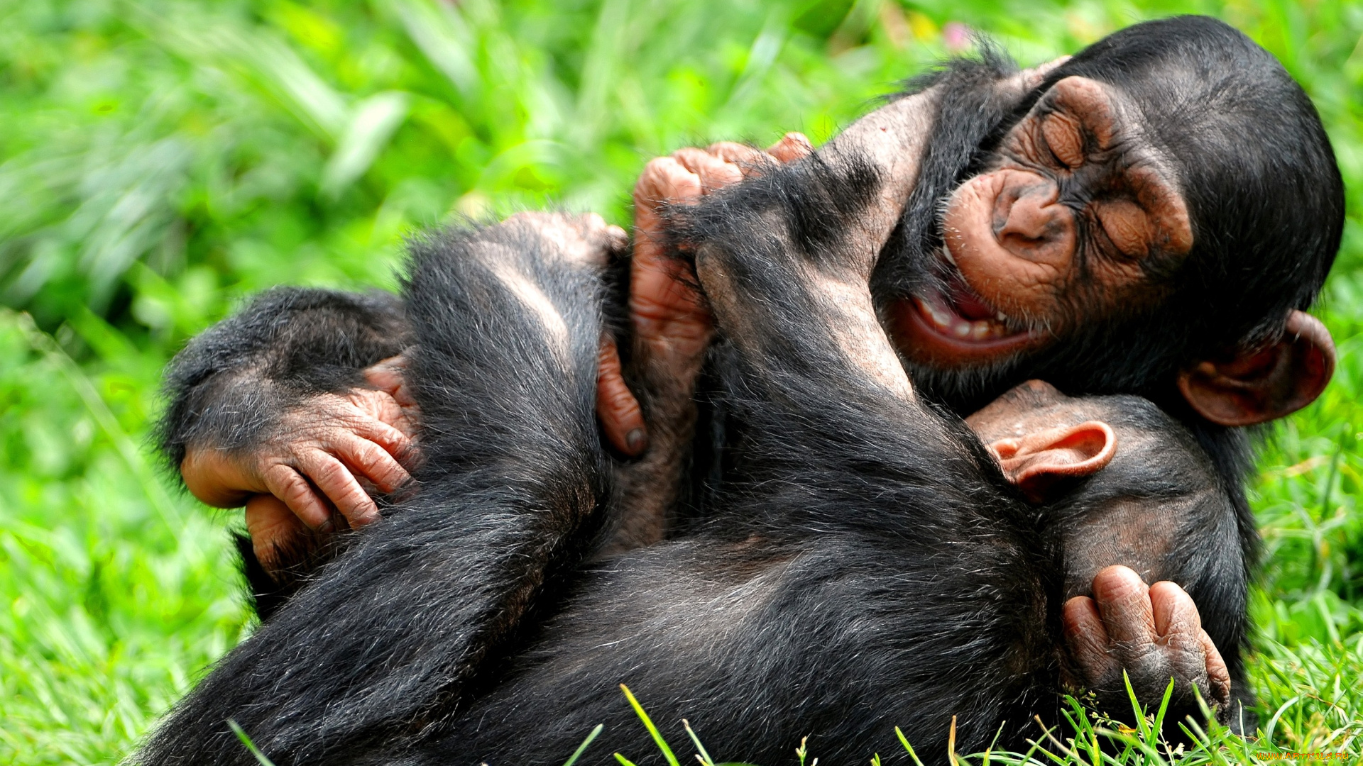 животные, обезьяны, шимпанзе, детеныши, игра