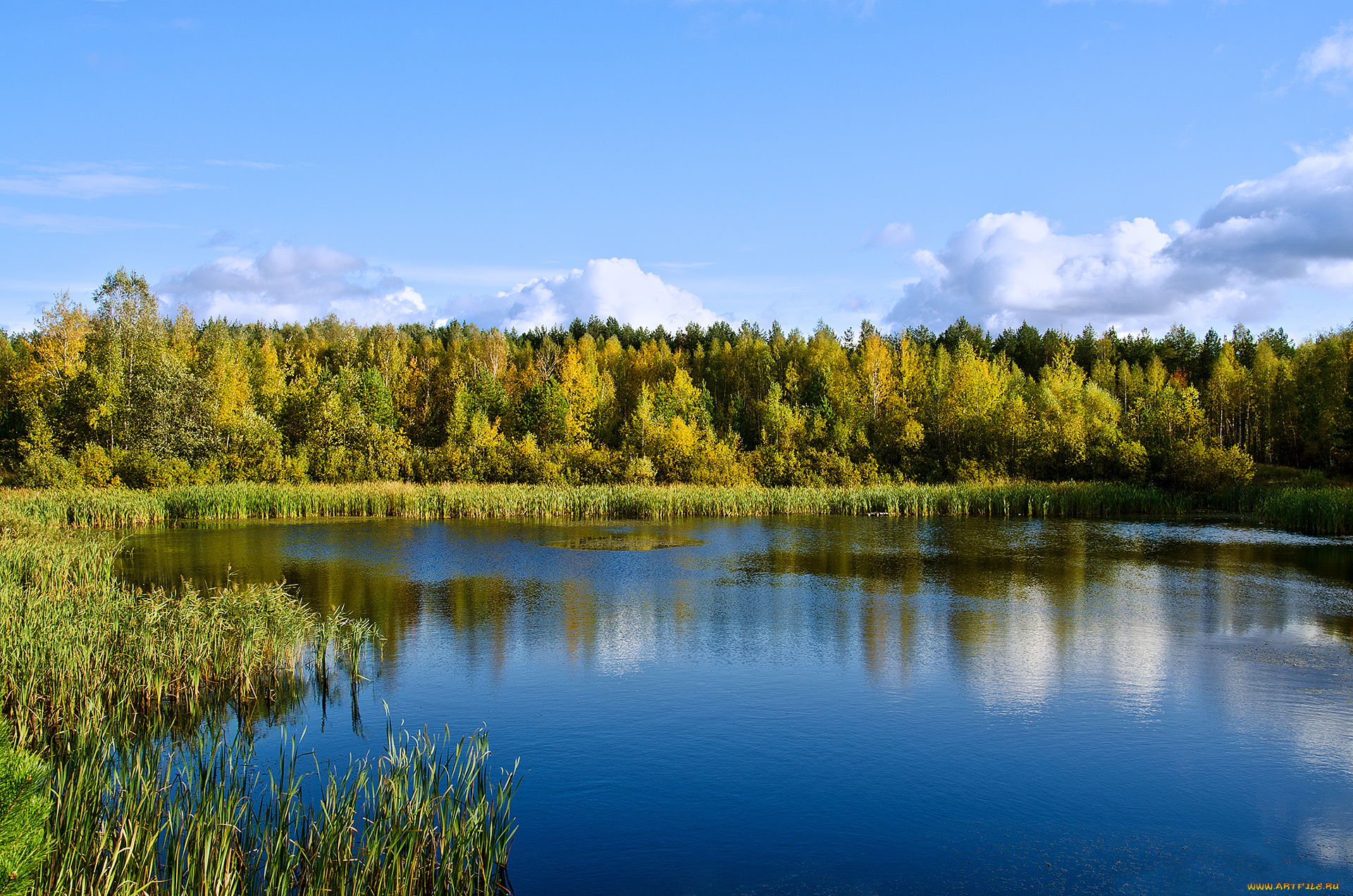 природа, реки, озера, лес, деревья, камыш, озеро