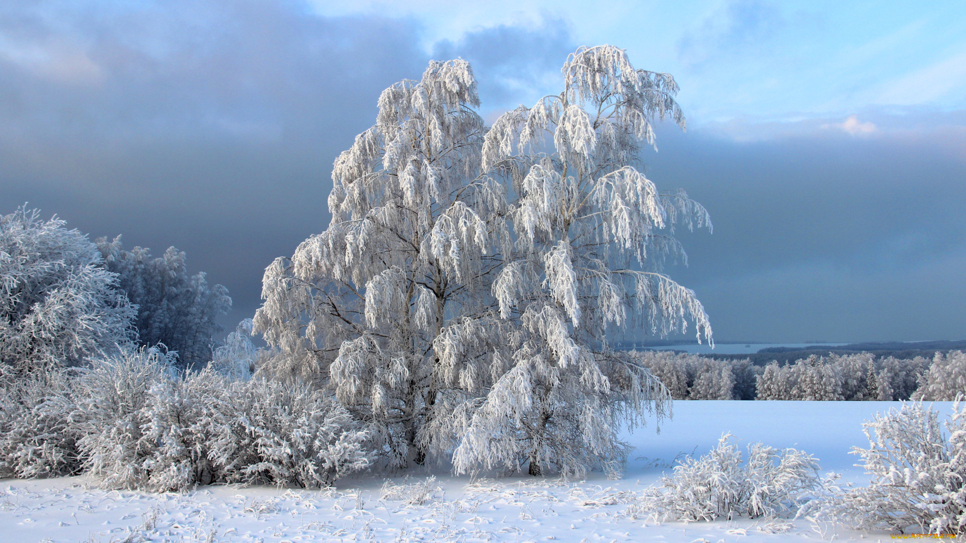 природа, зима, снег, деревья, кусты, иней