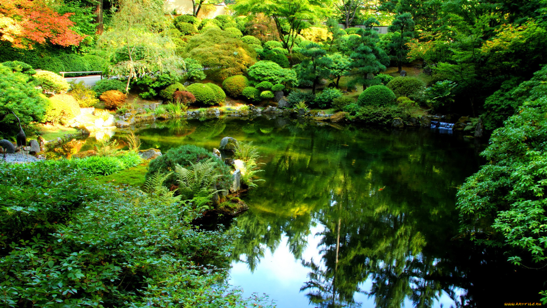 portland, japanese, garden, природа, парк, кусты, пруд, цветы, деревья, сад, орегон, сша