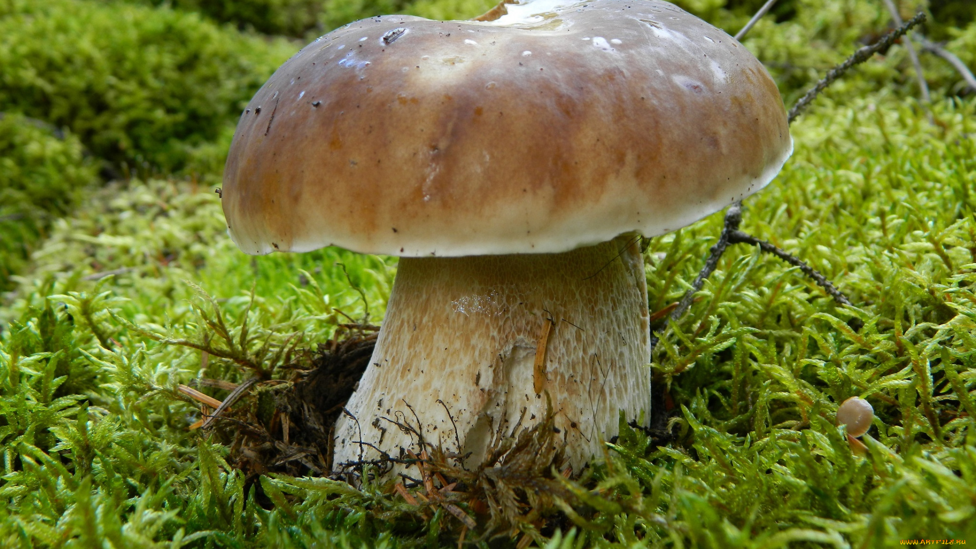 белые грибы бесплатно
