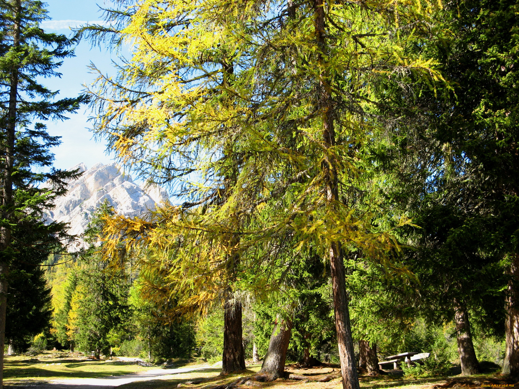 south, tyrol, , italy, природа, парк, дорожки, италия, сосны