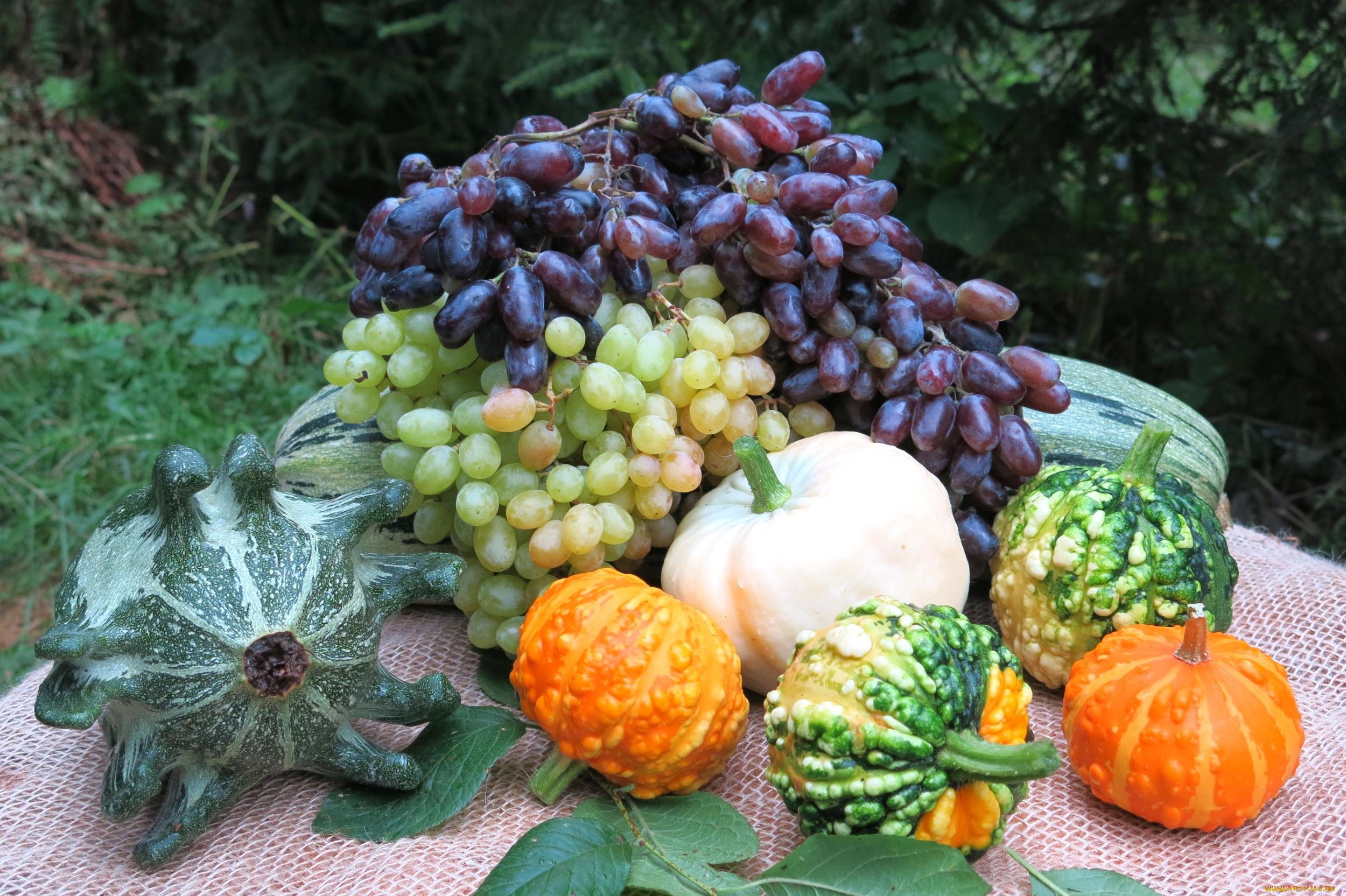 еда, фрукты, и, овощи, вместе, тыква, виноград